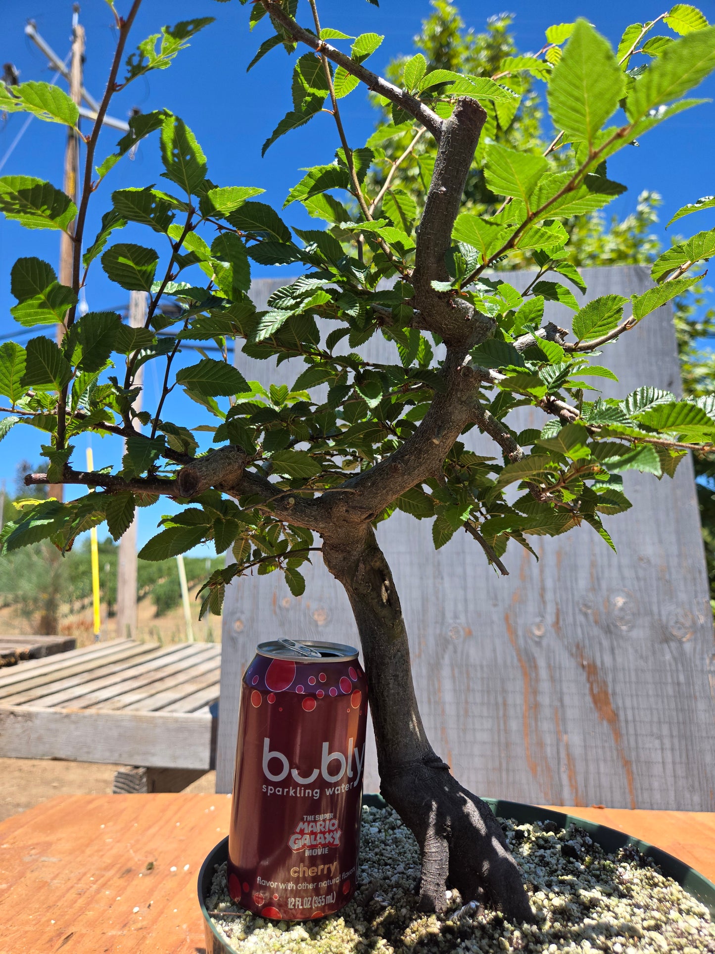 Carpinus coreana, Korean Hornbeam, Ccor JUL 00