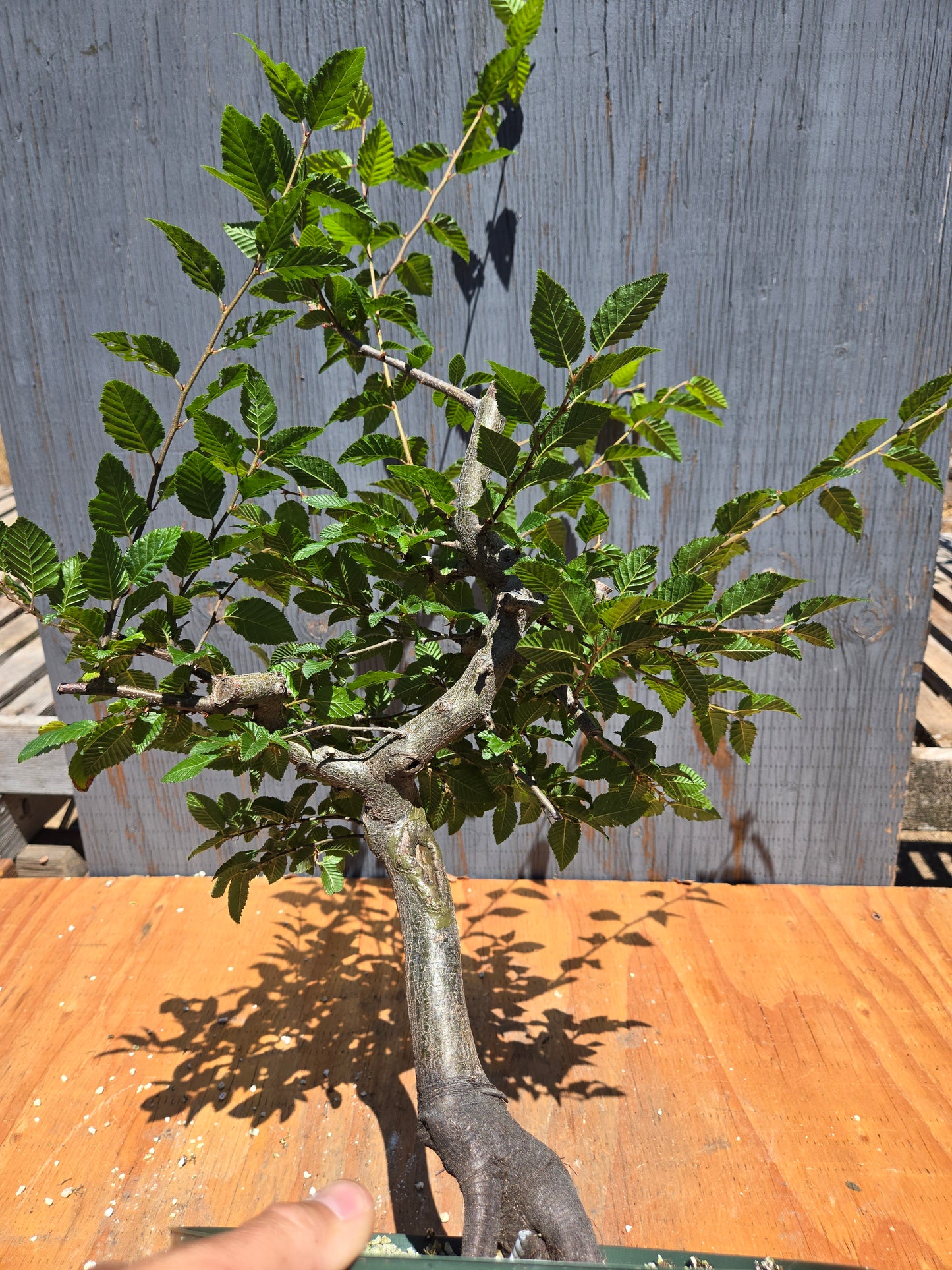 Carpinus coreana, Korean Hornbeam, Ccor JUL 00