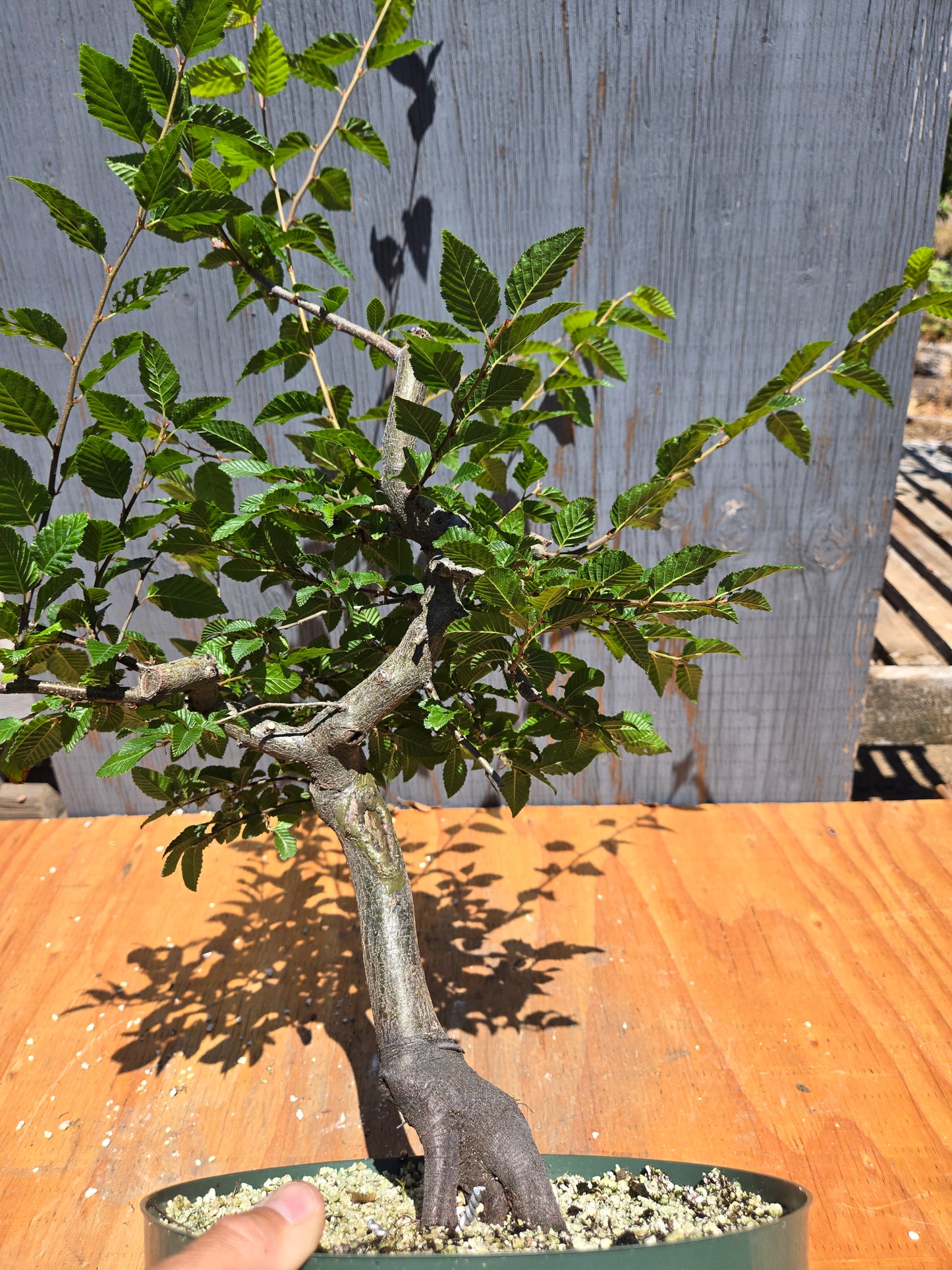 Carpinus coreana, Korean Hornbeam, Ccor JUL 00