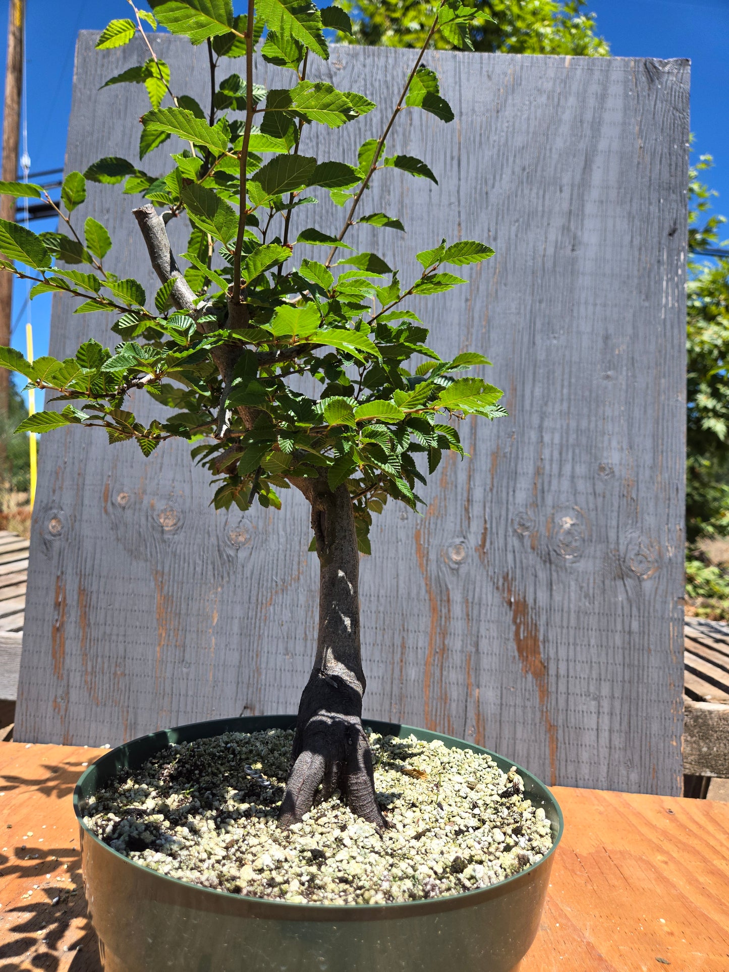Carpinus coreana, Korean Hornbeam, Ccor JUL 00