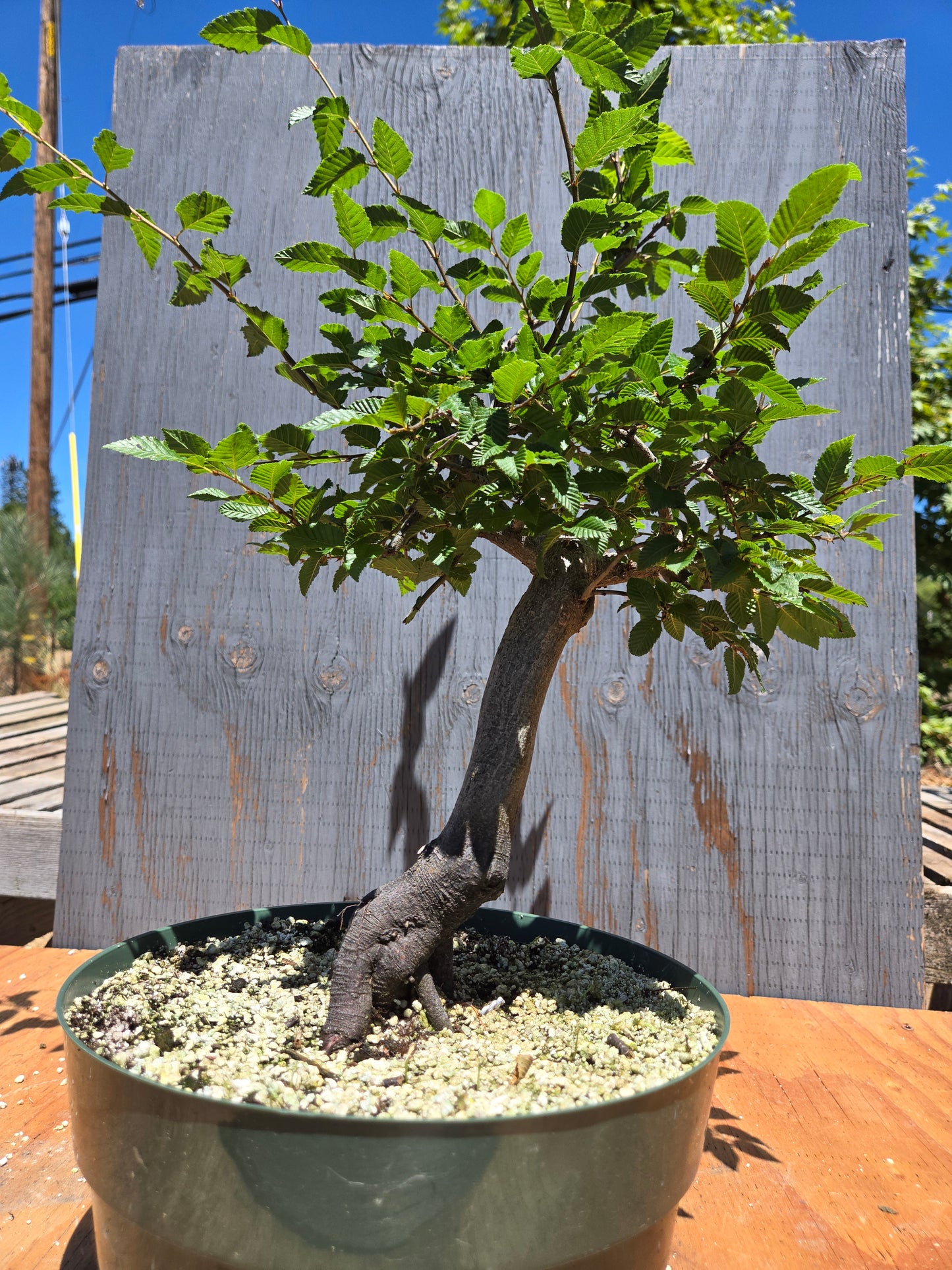 Carpinus coreana, Korean Hornbeam, Ccor JUL 00