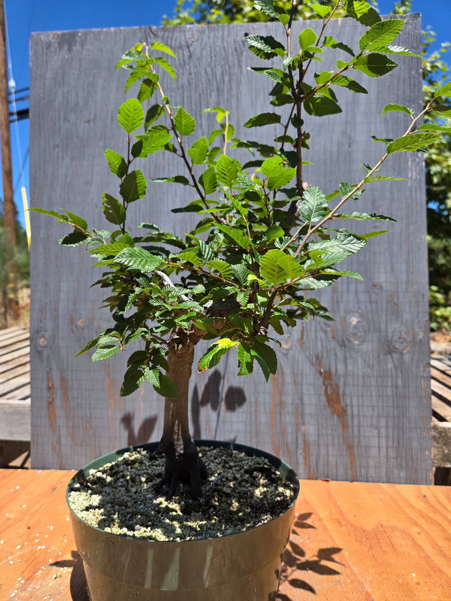 Carpinus coreana, Korean Hornbeam, Ccor JUL 00