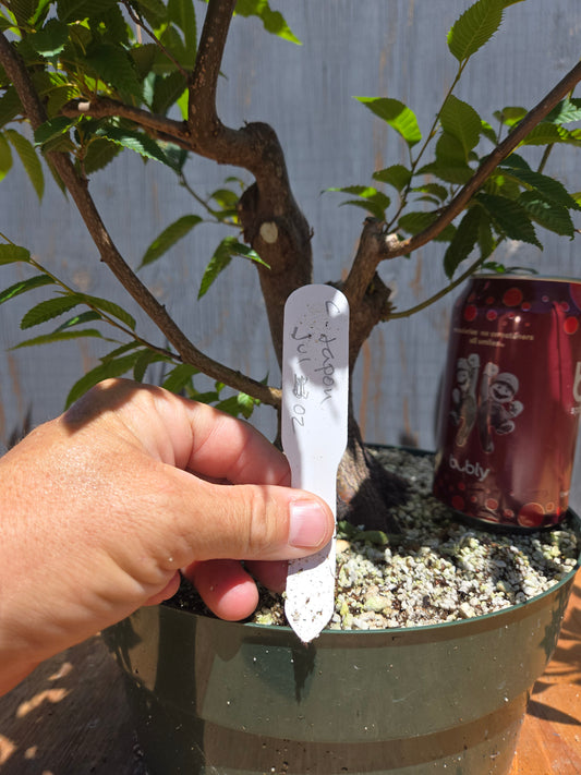 Carpinus japonica, Japanese Hornbeam, Cj JUL 02