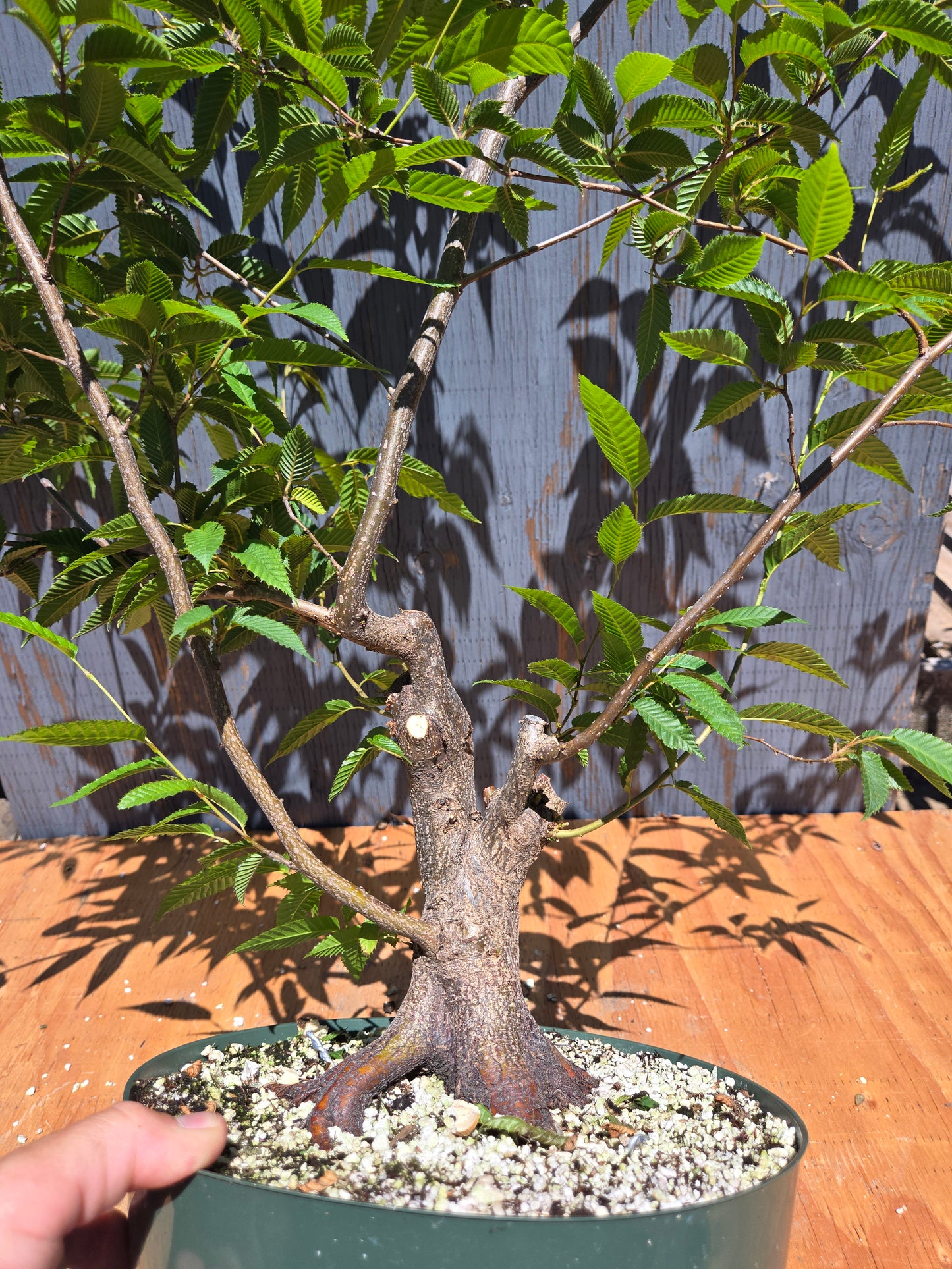 Carpinus japonica, Japanese Hornbeam, Cj JUL 02