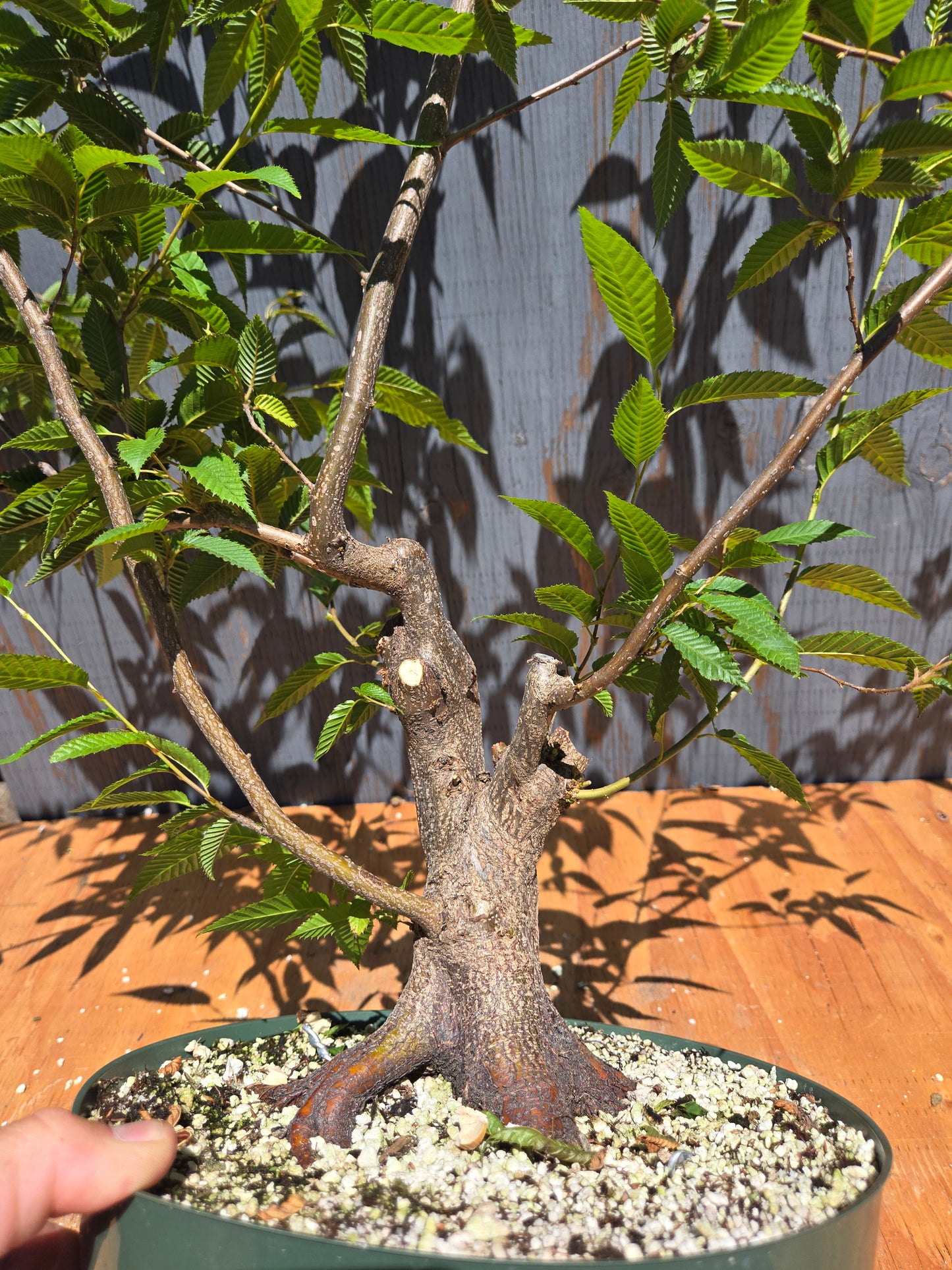 Carpinus japonica, Japanese Hornbeam, Cj JUL 02
