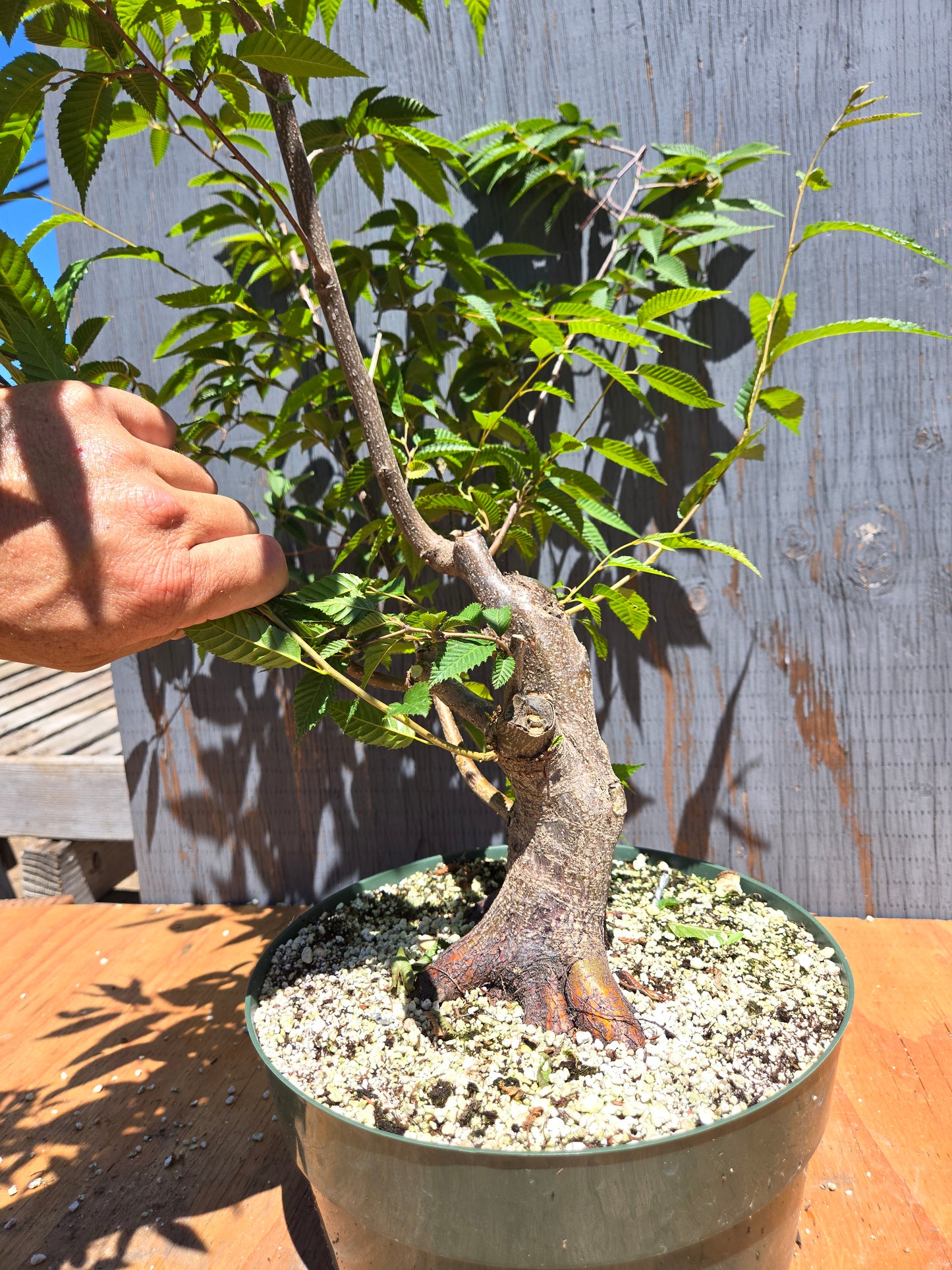 Carpinus japonica, Japanese Hornbeam, Cj JUL 02