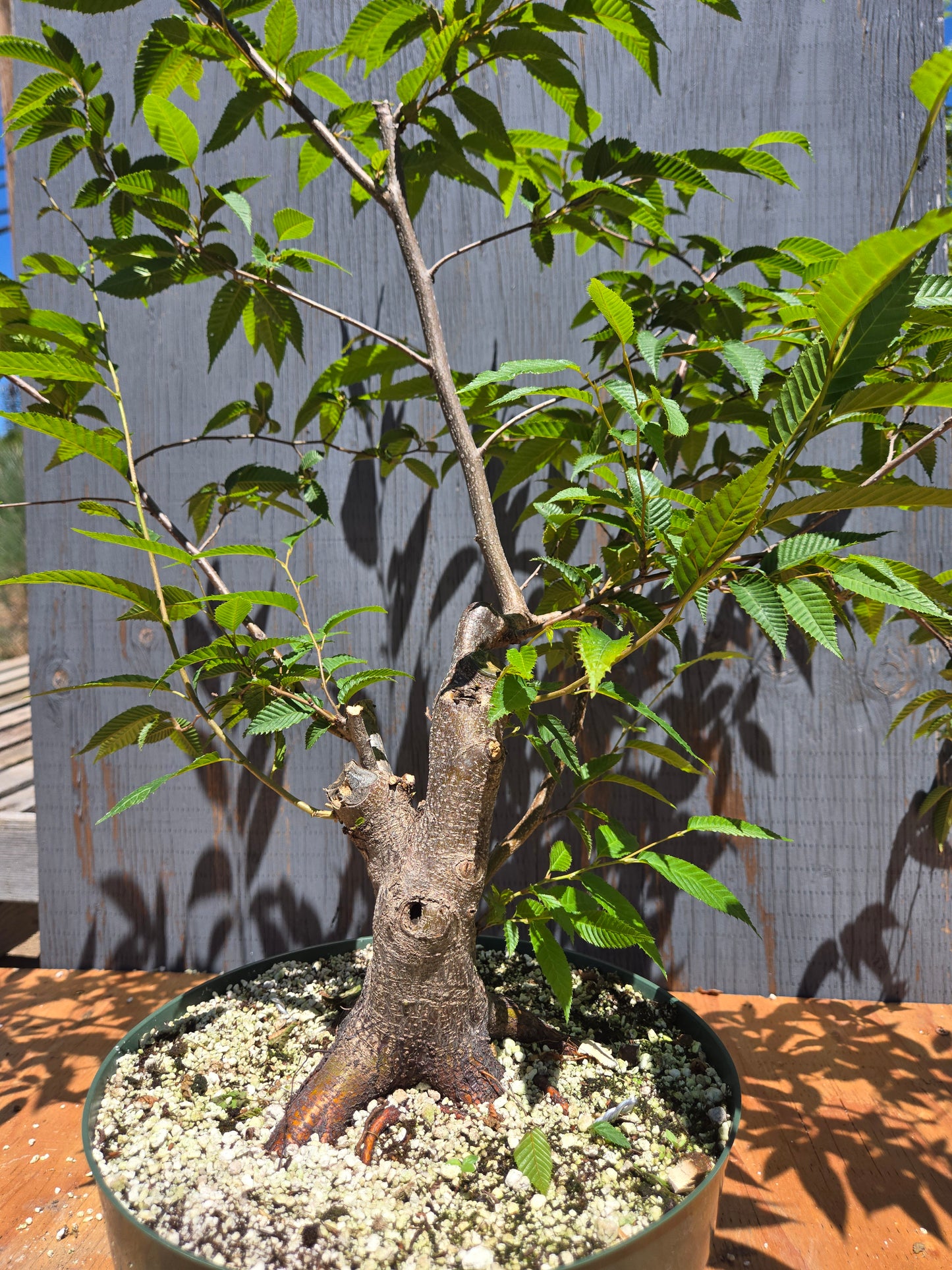 Carpinus japonica, Japanese Hornbeam, Cj JUL 02