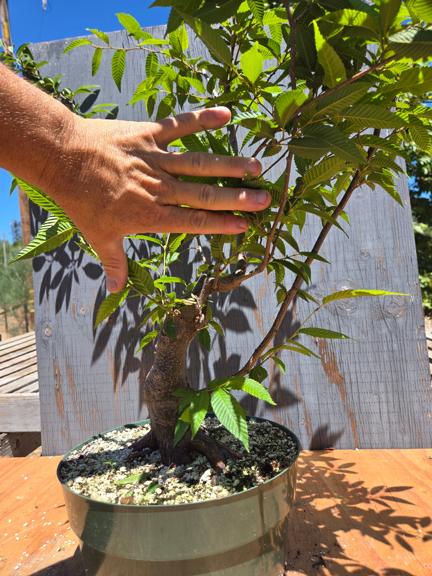 Carpinus japonica, Japanese Hornbeam, Cj JUL 02