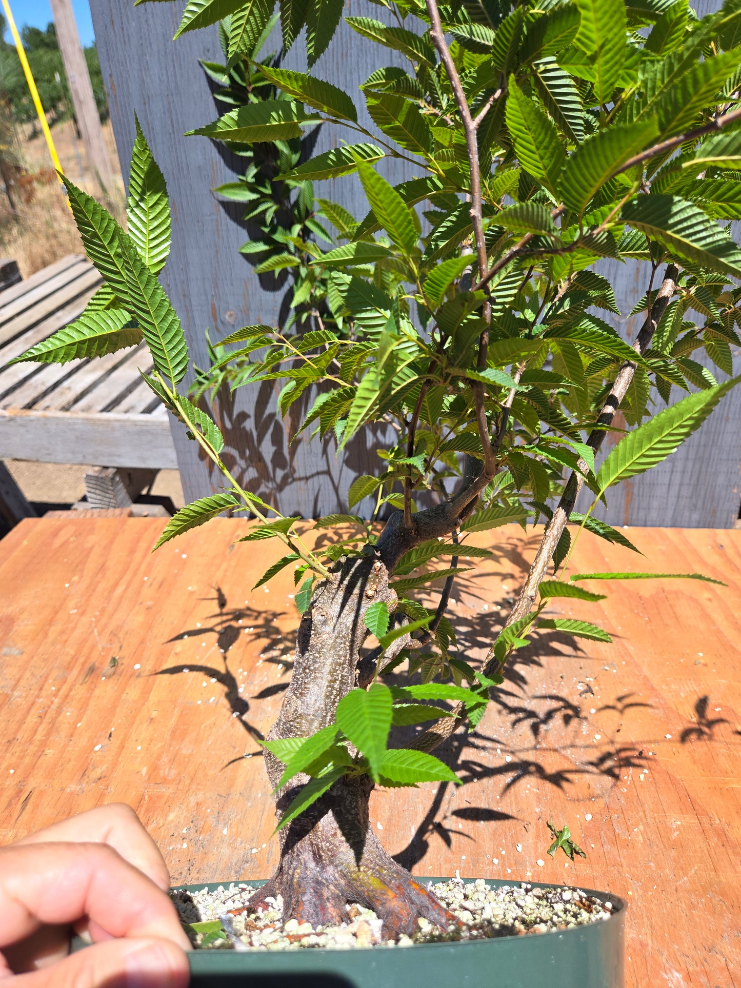 Carpinus japonica, Japanese Hornbeam, Cj JUL 02