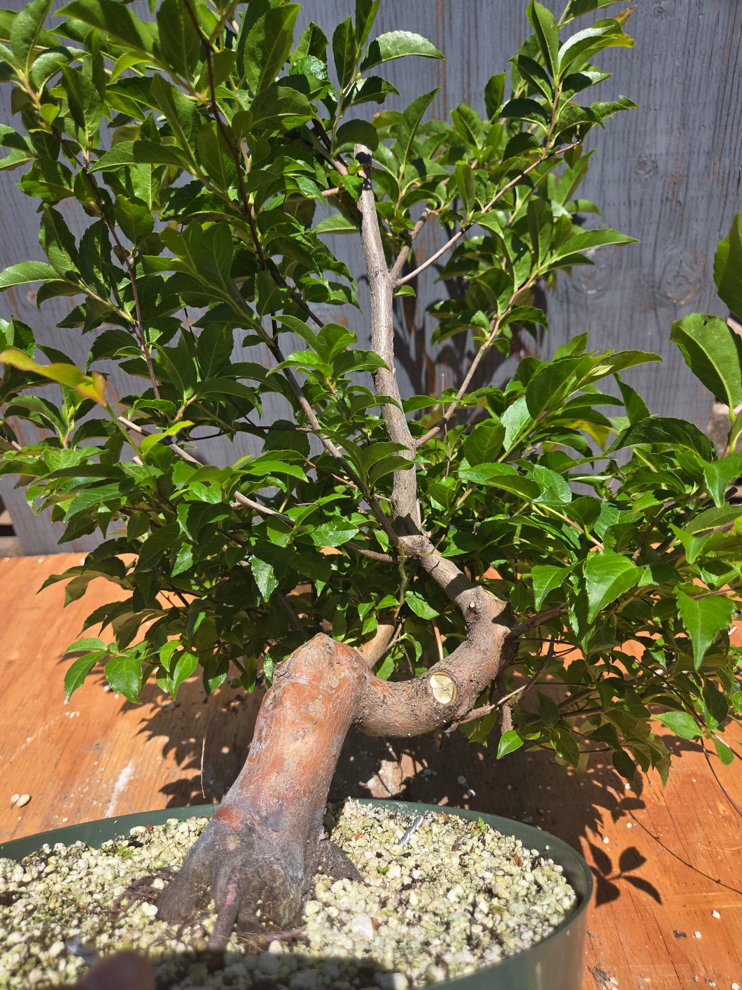 Stewartia Monadelpha, Tall Stewartia, Smon JUL 00