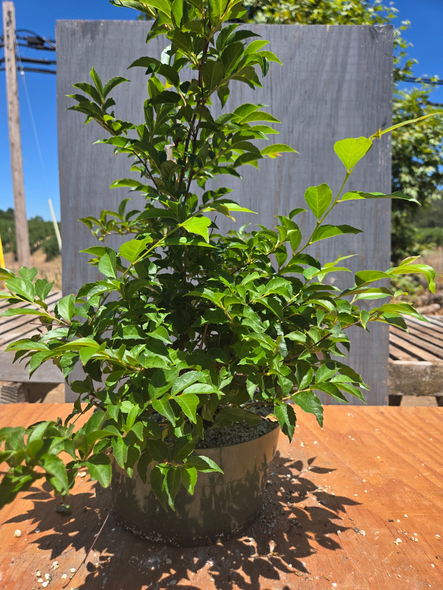 Stewartia Monadelpha, Tall Stewartia, Smon JUL 00