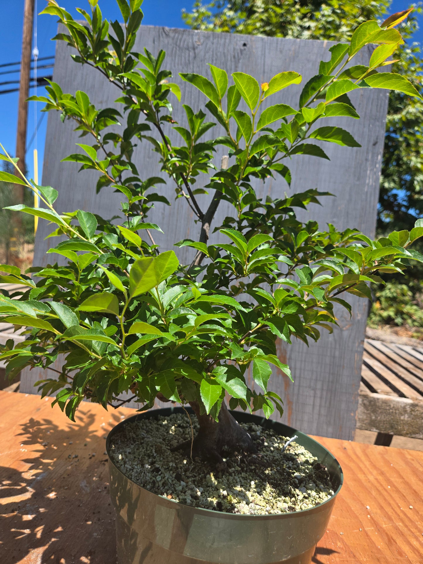 Stewartia Monadelpha, Tall Stewartia, Smon JUL 00