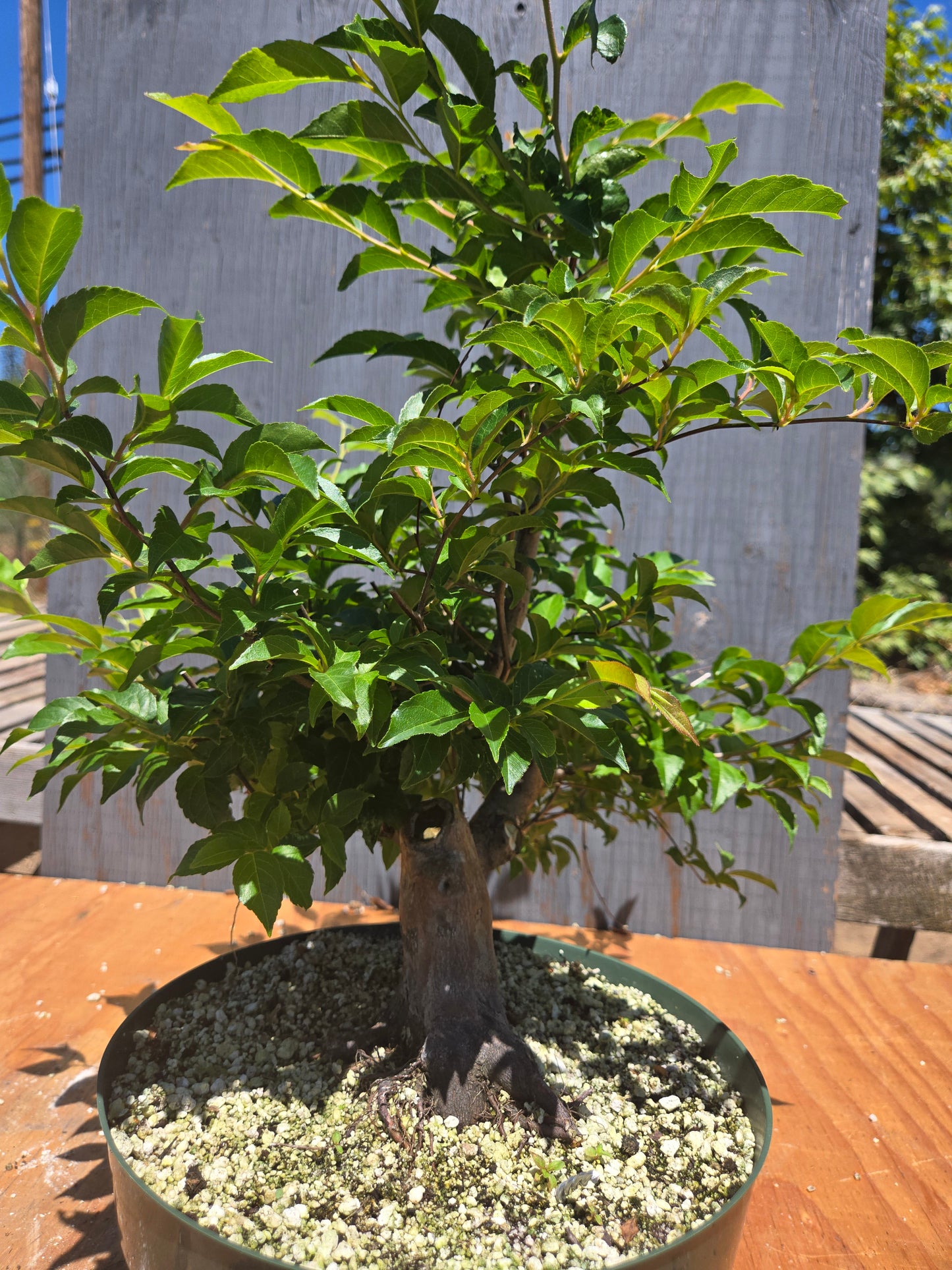 Stewartia Monadelpha, Tall Stewartia, Smon JUL 00