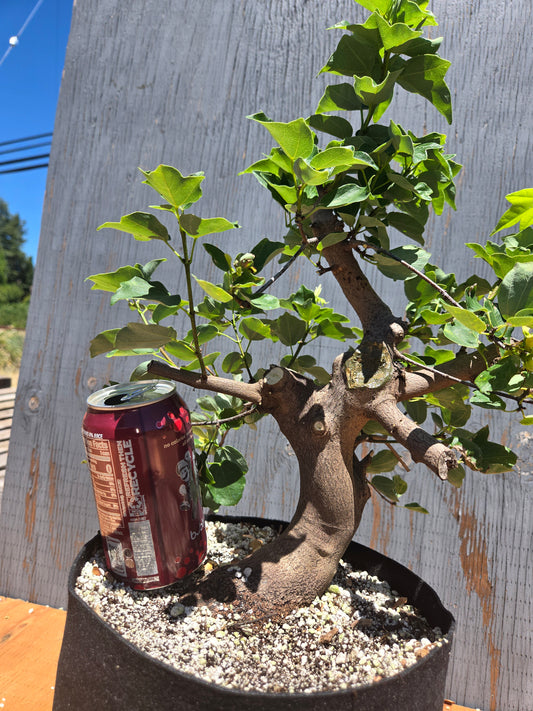 Trident Maple, Acer buergerianum, Miyasama Yatsabusa, JUL 00