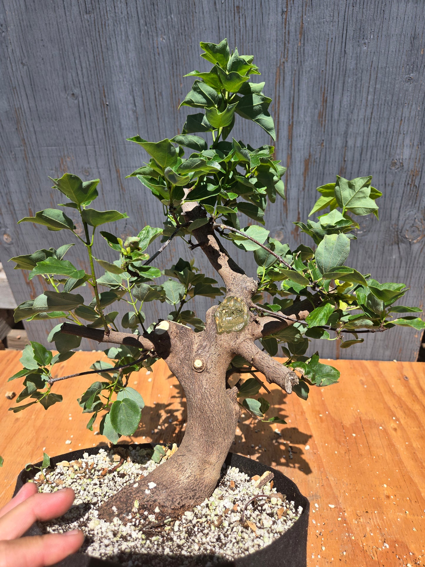Trident Maple, Acer buergerianum, Miyasama Yatsabusa, JUL 00