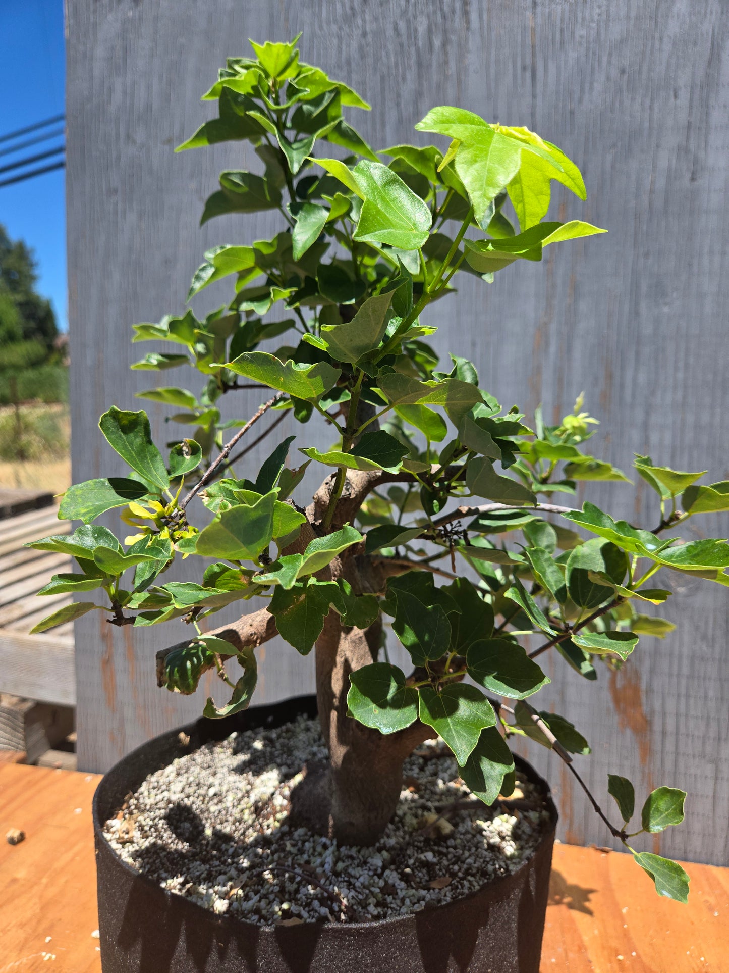 Trident Maple, Acer buergerianum, Miyasama Yatsabusa, JUL 00