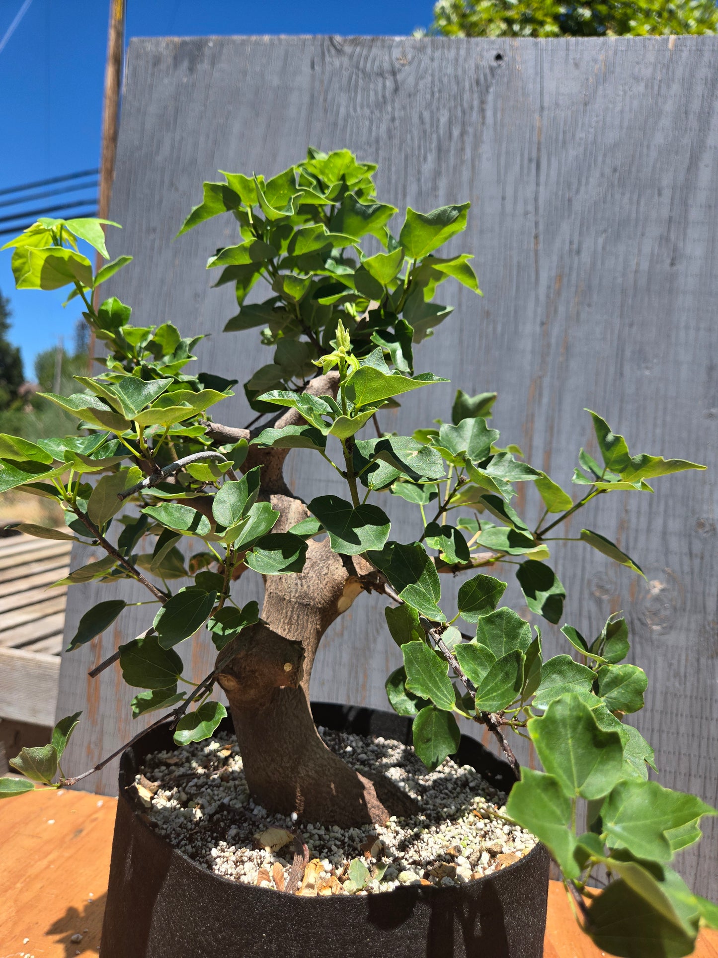 Trident Maple, Acer buergerianum, Miyasama Yatsabusa, JUL 00