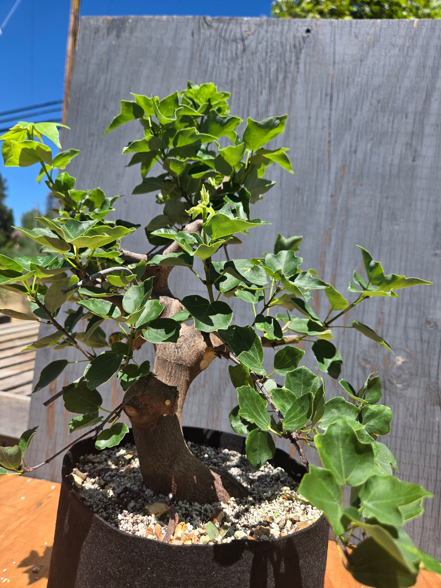 Trident Maple, Acer buergerianum, Miyasama Yatsabusa, JUL 00