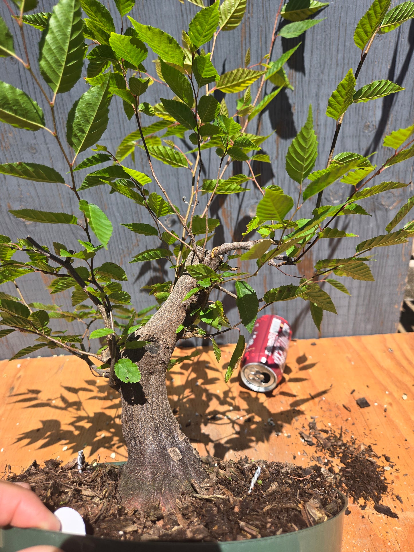 Carpinus laxiflora, Loose Flower Hornbeam Clax JUL 00