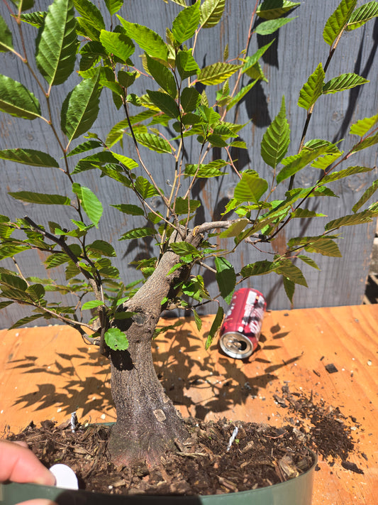 Carpinus laxiflora, Loose Flower Hornbeam Clax JUL 00