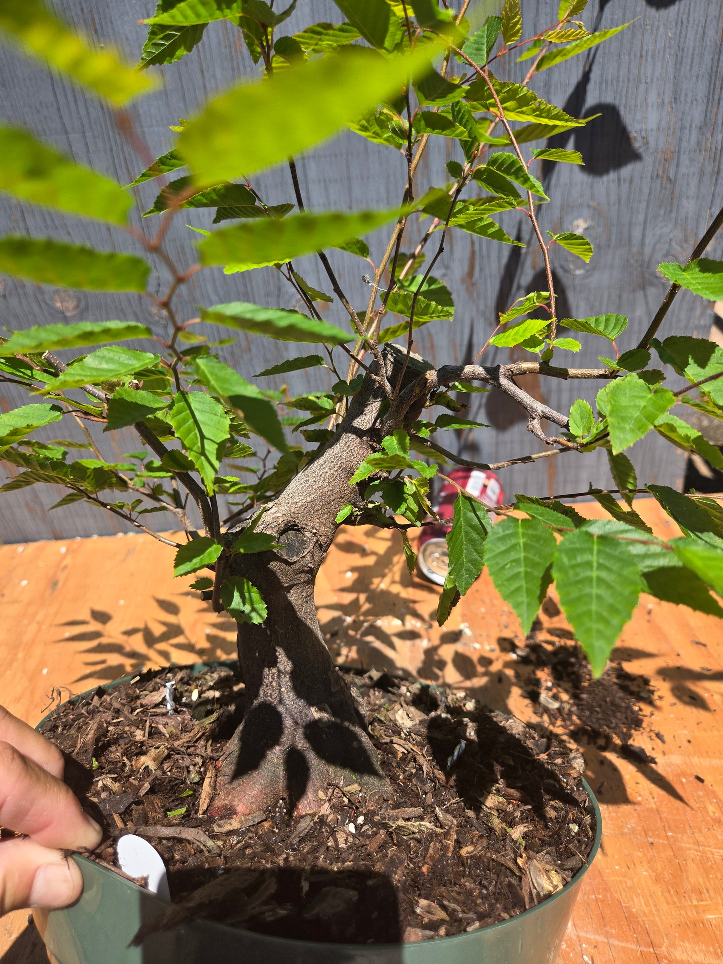 Carpinus laxiflora, Loose Flower Hornbeam Clax JUL 00