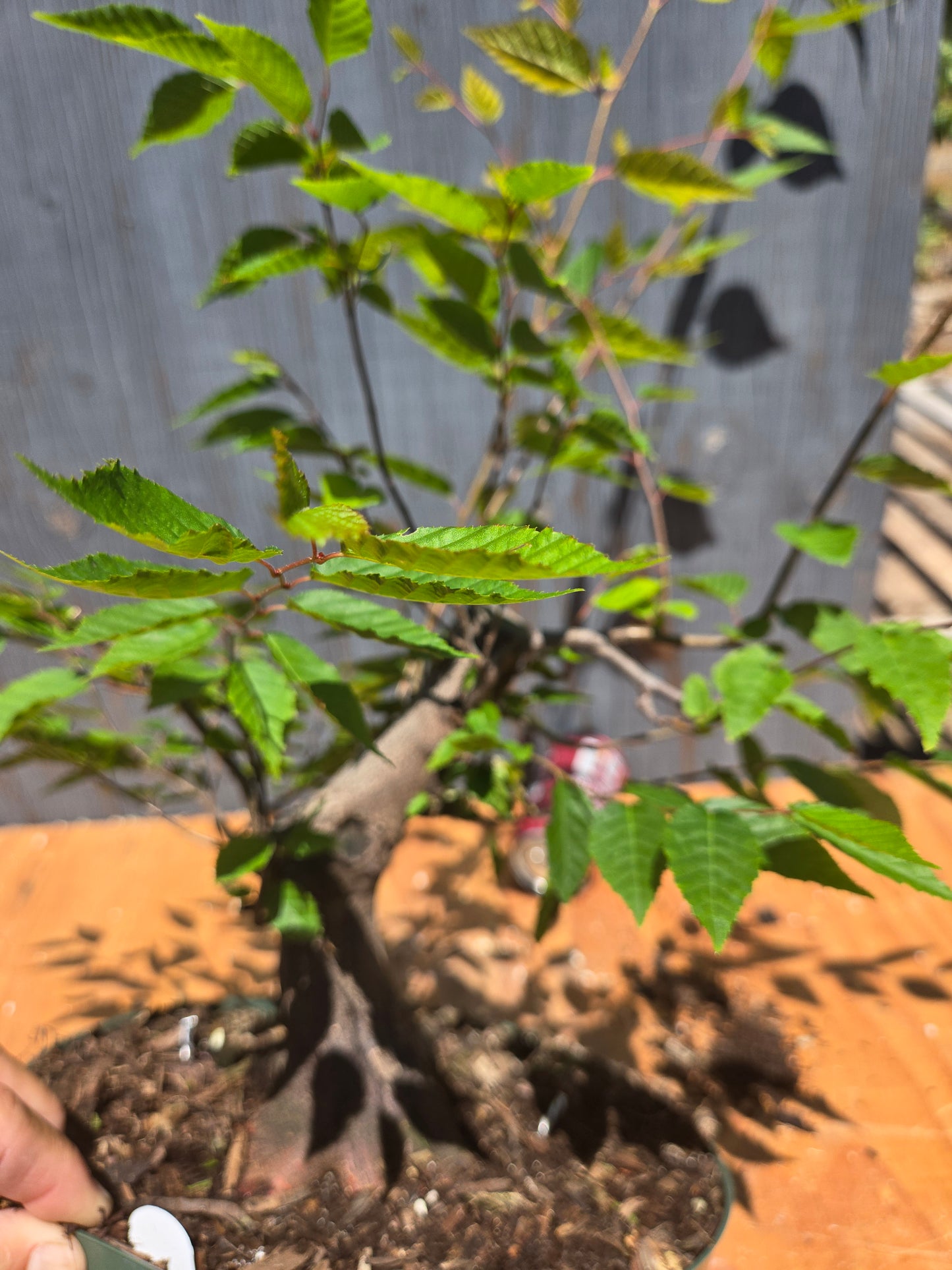 Carpinus laxiflora, Loose Flower Hornbeam Clax JUL 00