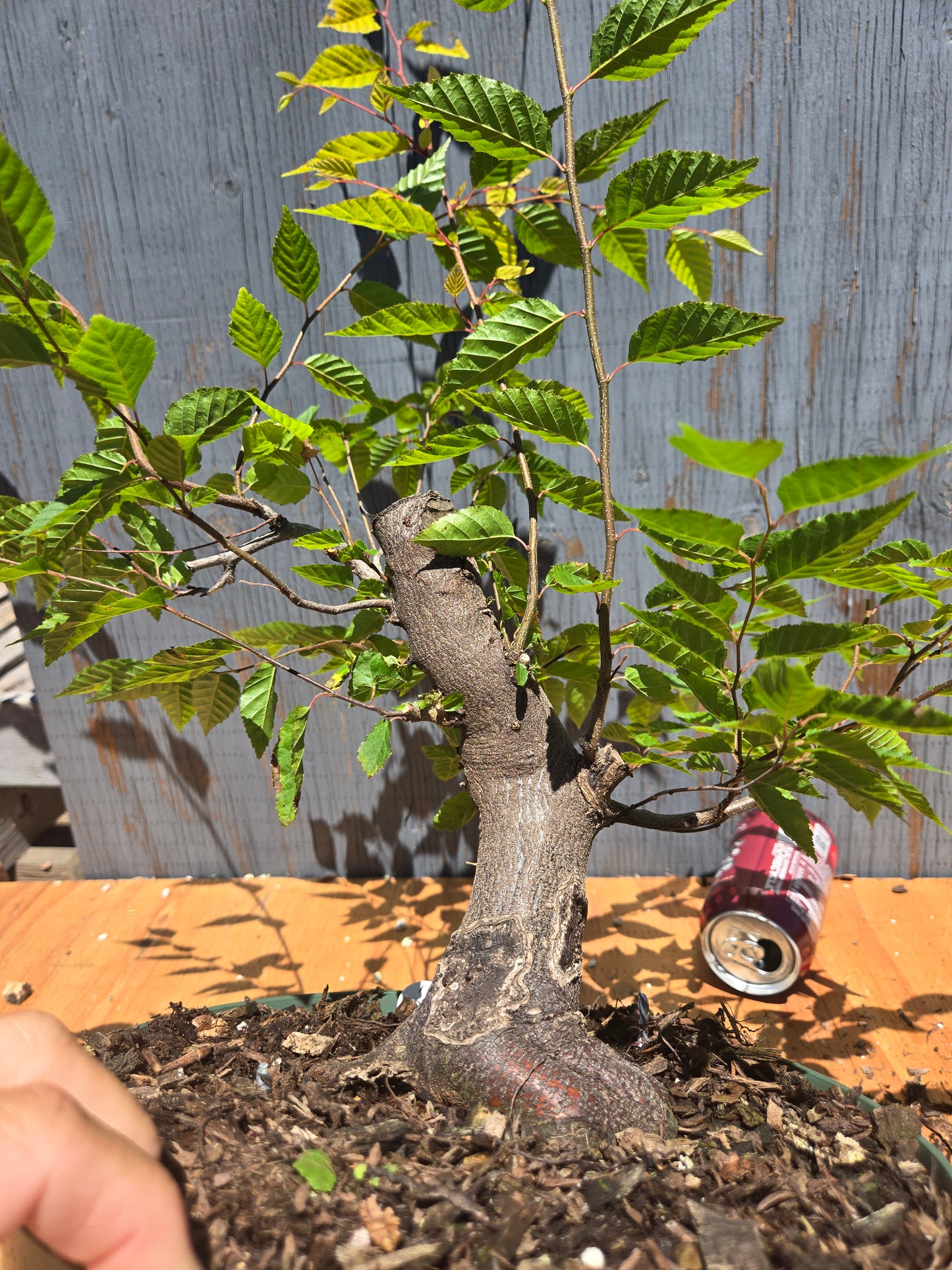 Carpinus laxiflora, Loose Flower Hornbeam Clax JUL 00