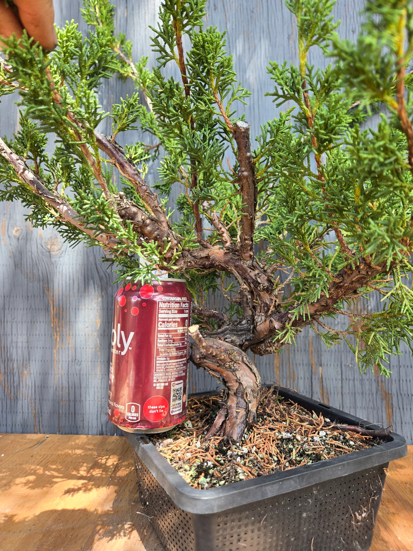 Kishu Shimpaku Juniper, JCS JUL 00