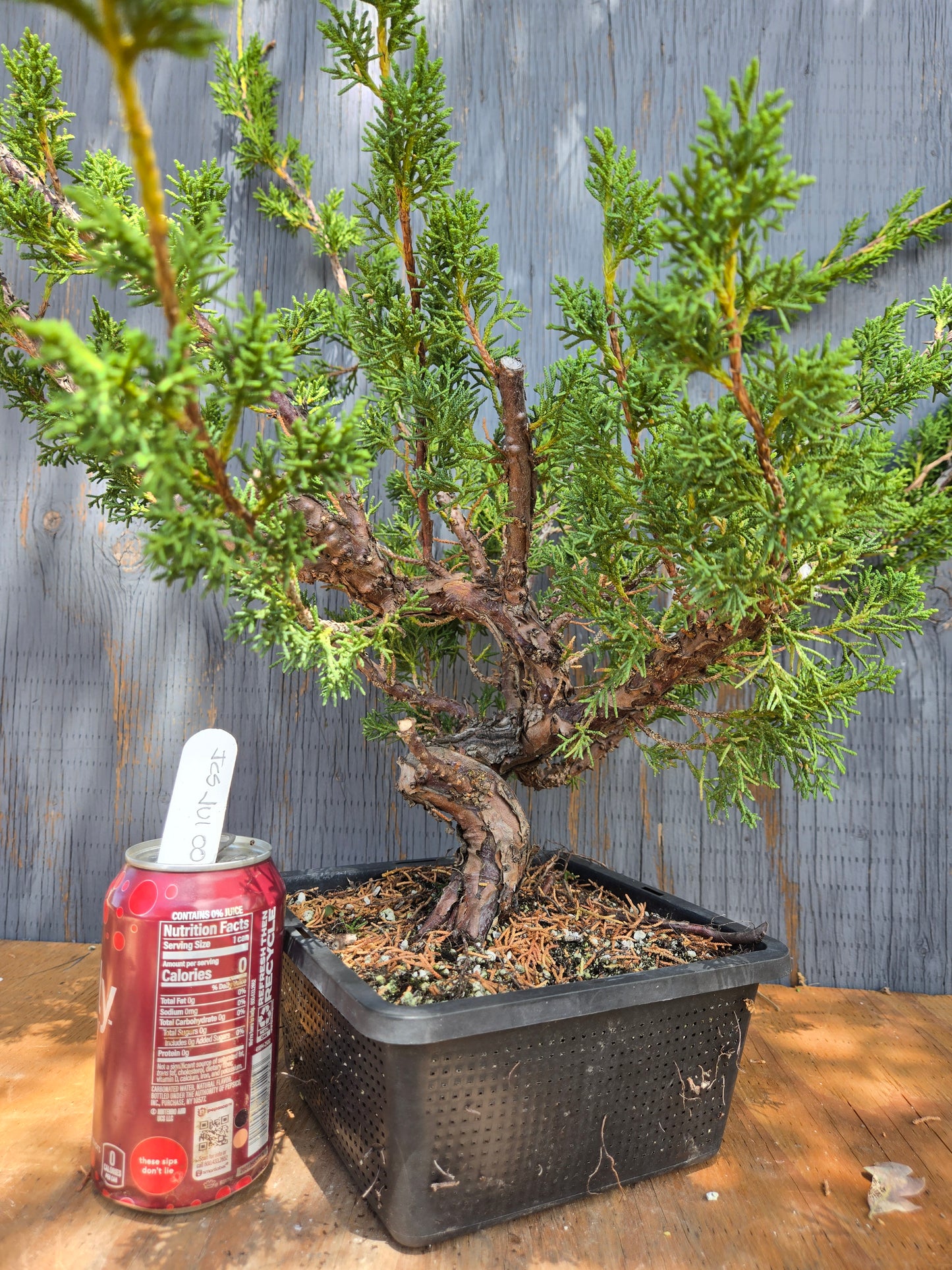 Kishu Shimpaku Juniper, JCS JUL 00