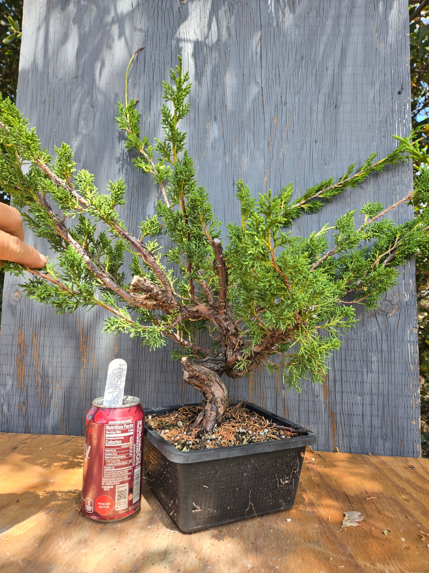 Kishu Shimpaku Juniper, JCS JUL 00