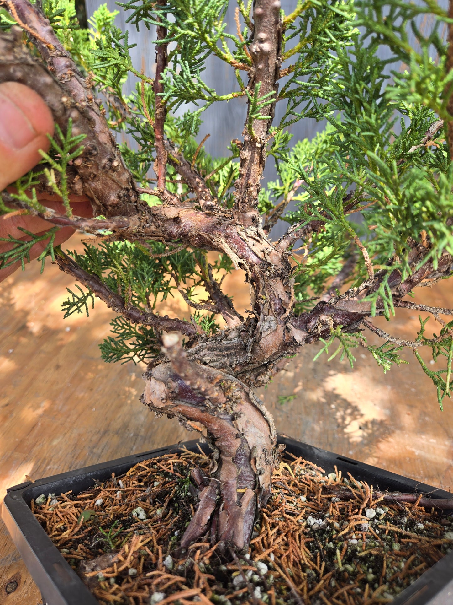Kishu Shimpaku Juniper, JCS JUL 00