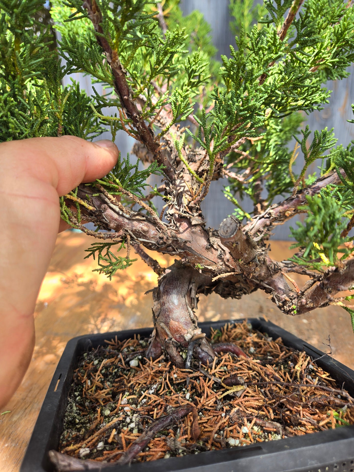 Kishu Shimpaku Juniper, JCS JUL 00