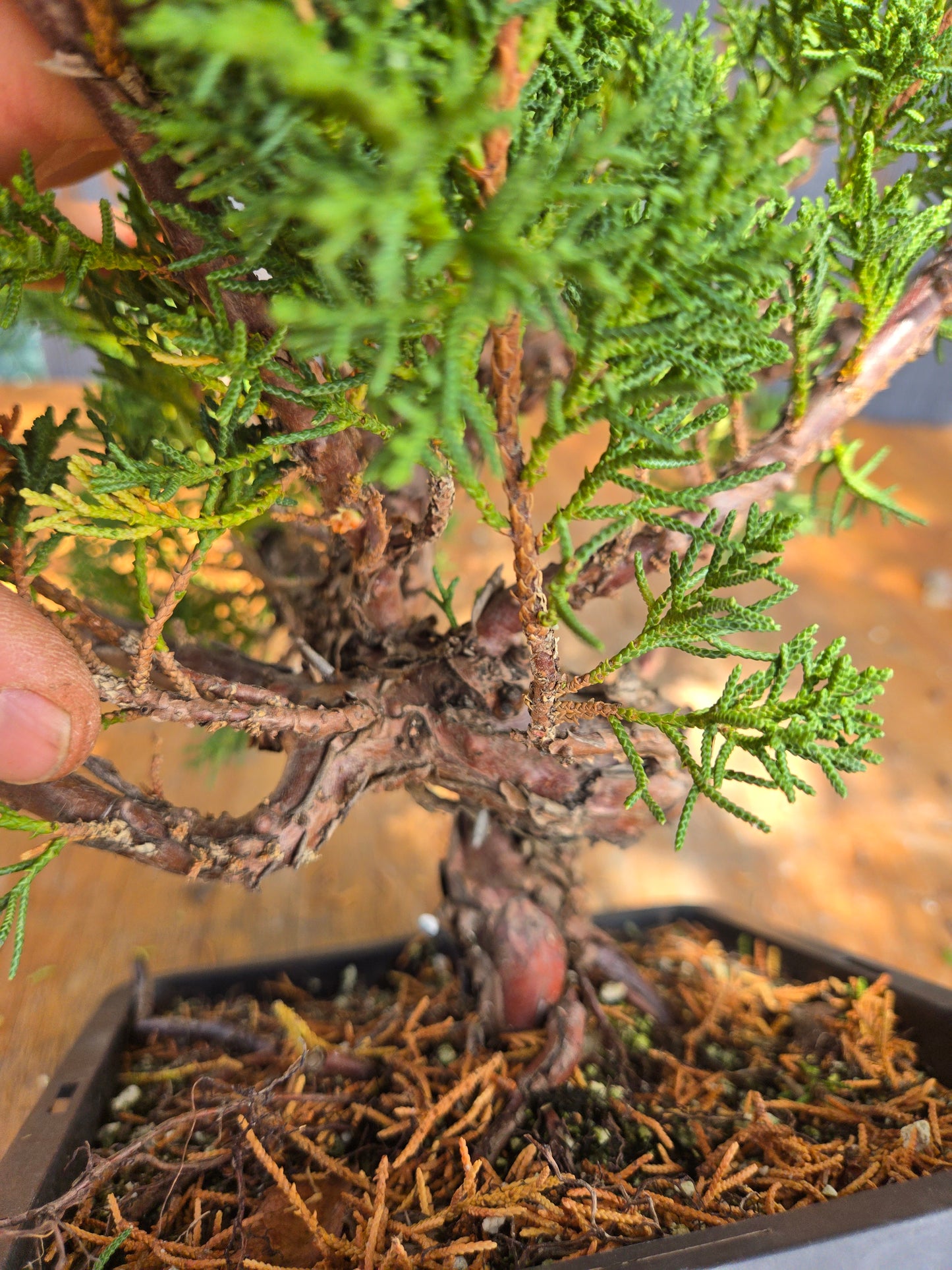 Kishu Shimpaku Juniper, JCS JUL 00