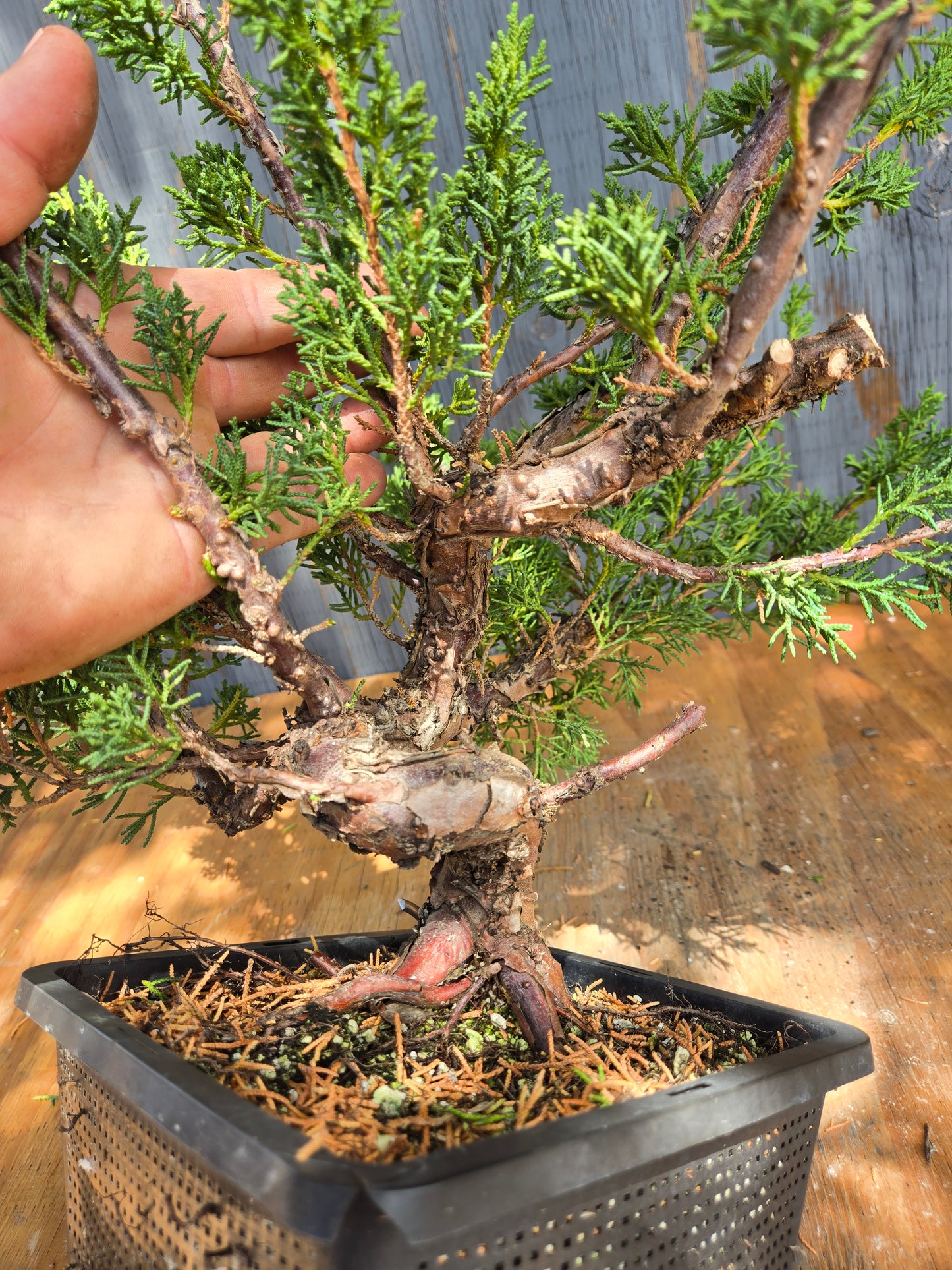 Kishu Shimpaku Juniper, JCS JUL 00
