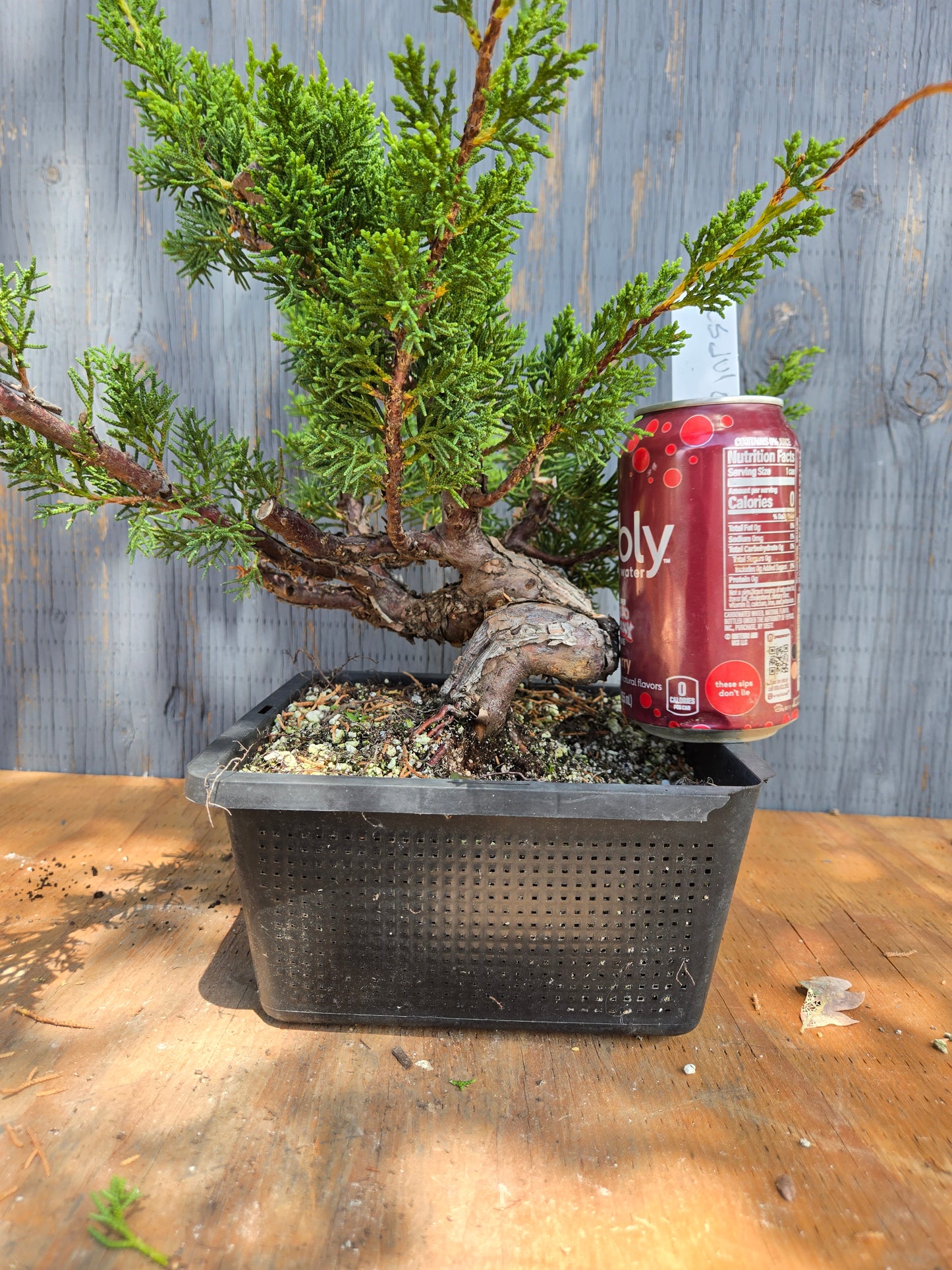 Kishu Shimpaku Juniper, JCS JUL 01