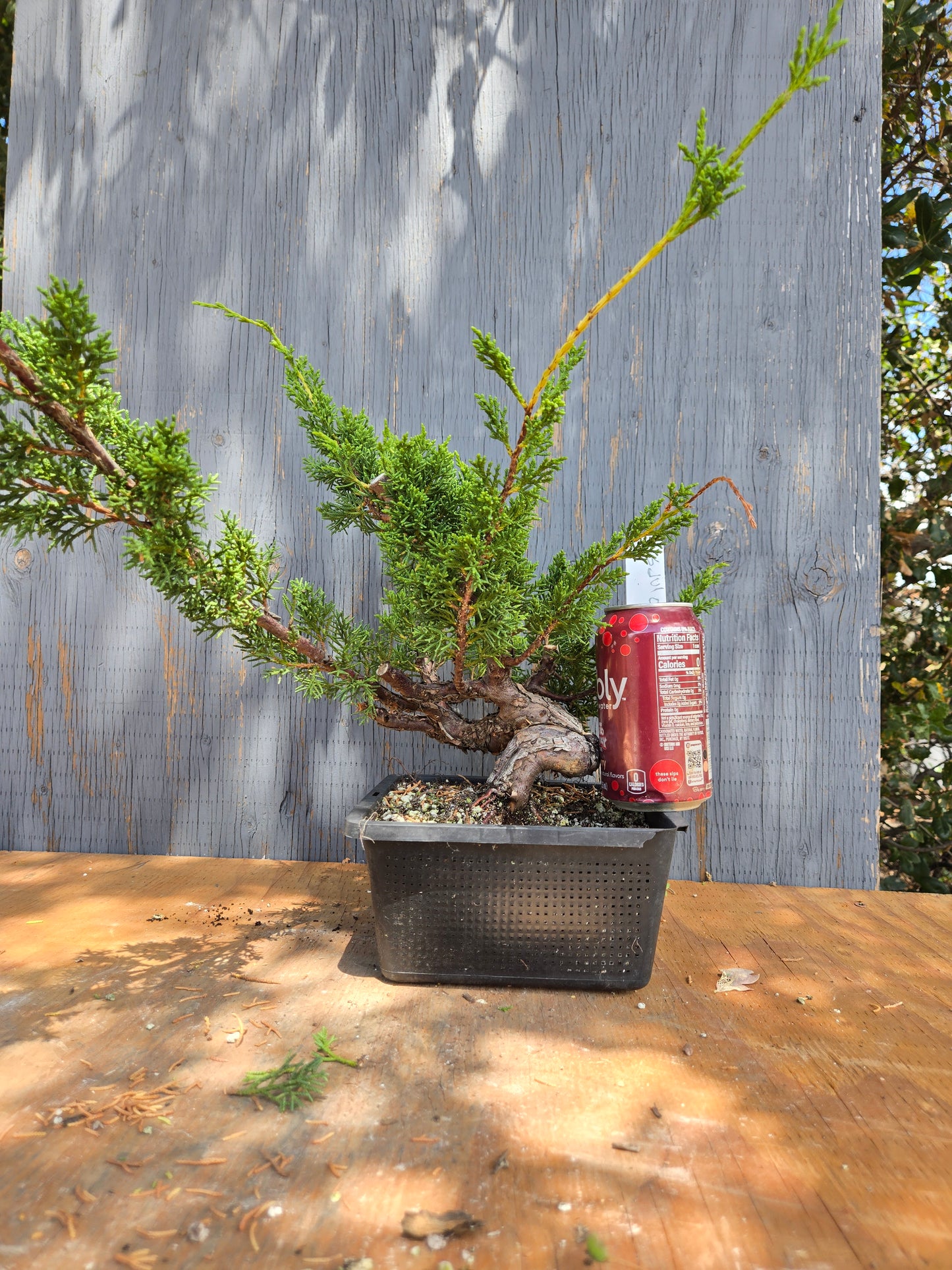 Kishu Shimpaku Juniper, JCS JUL 01