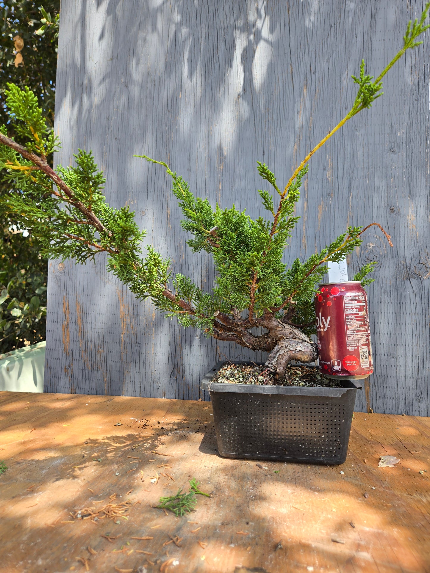 Kishu Shimpaku Juniper, JCS JUL 01