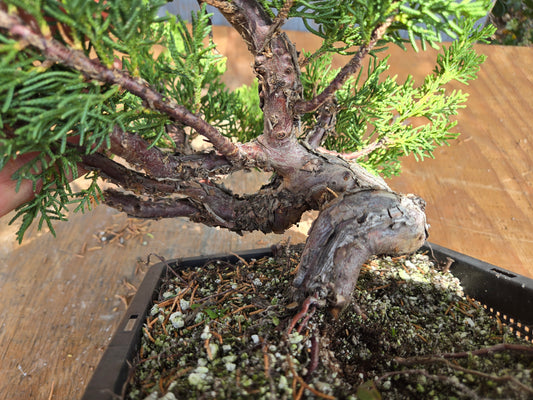 Kishu Shimpaku Juniper, JCS JUL 01