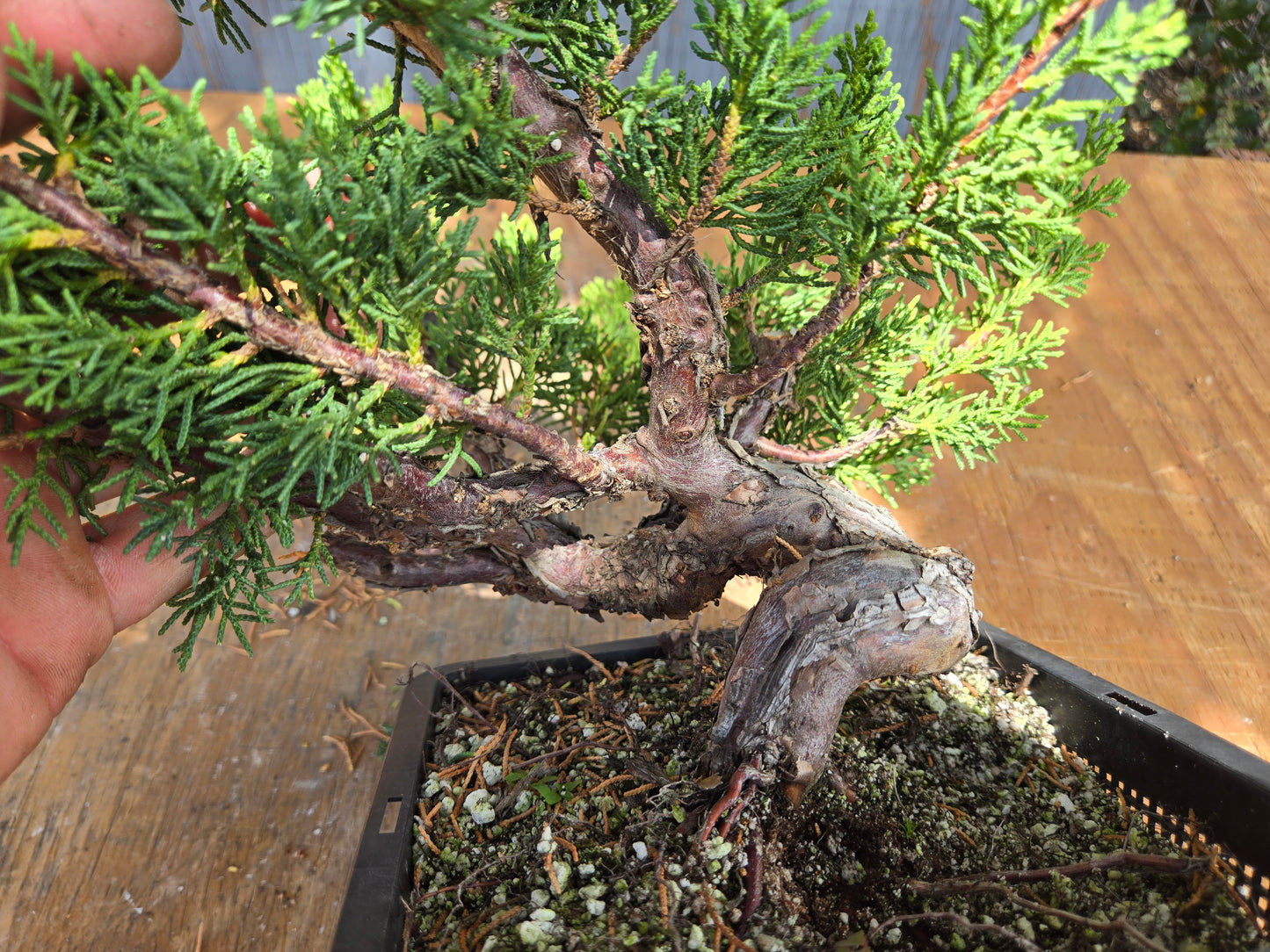 Kishu Shimpaku Juniper, JCS JUL 01