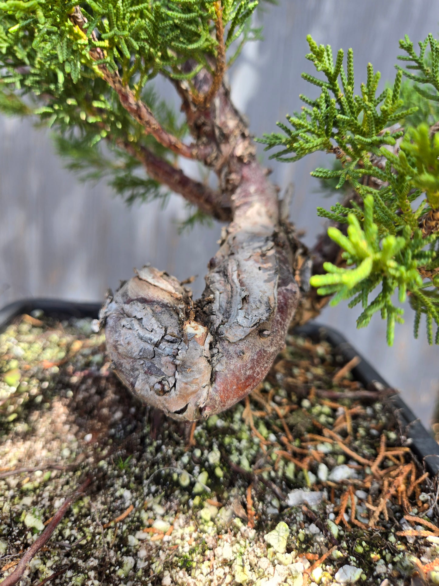 Kishu Shimpaku Juniper, JCS JUL 01