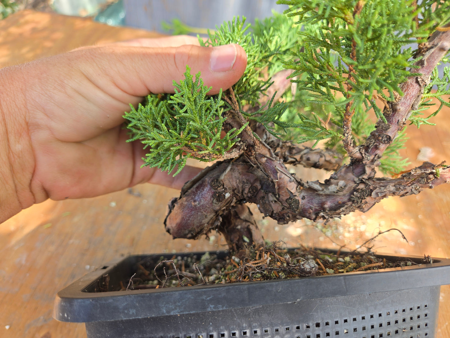 Kishu Shimpaku Juniper, JCS JUL 01