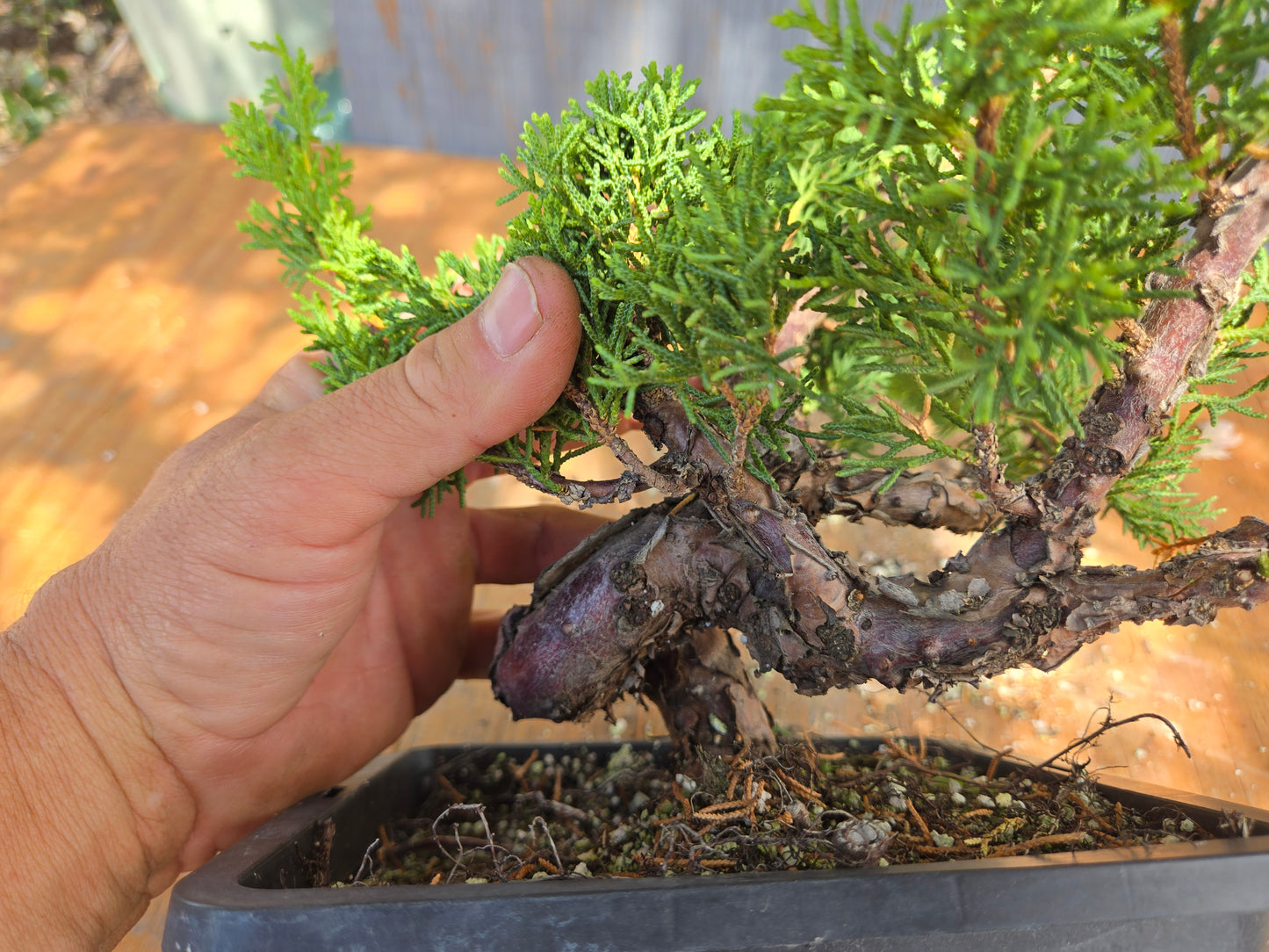 Kishu Shimpaku Juniper, JCS JUL 01