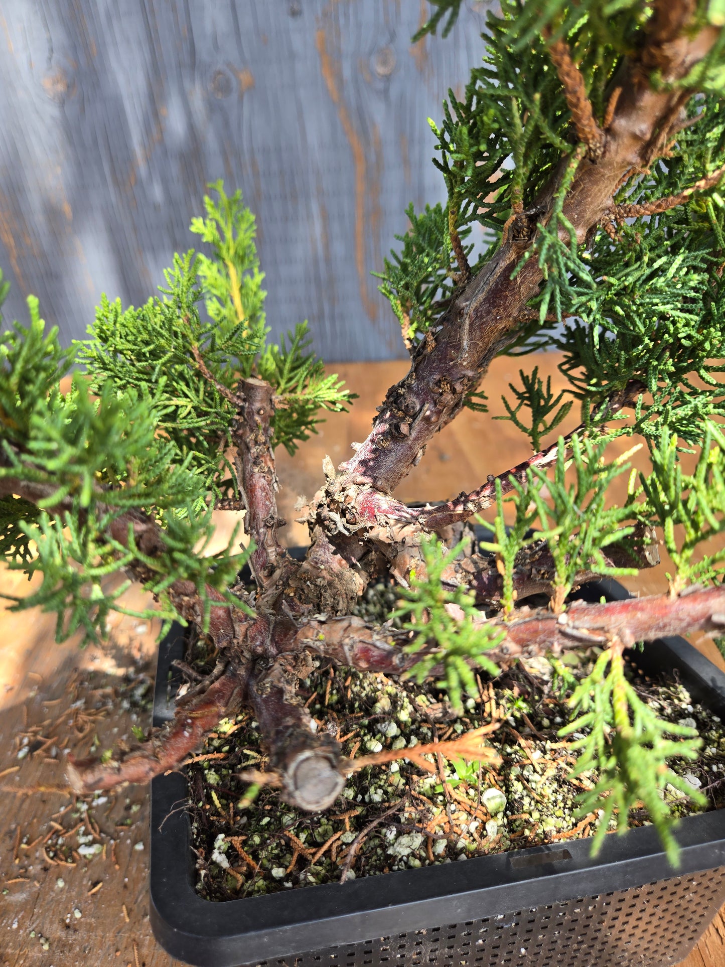 Kishu Shimpaku Juniper, JCS JUL 01