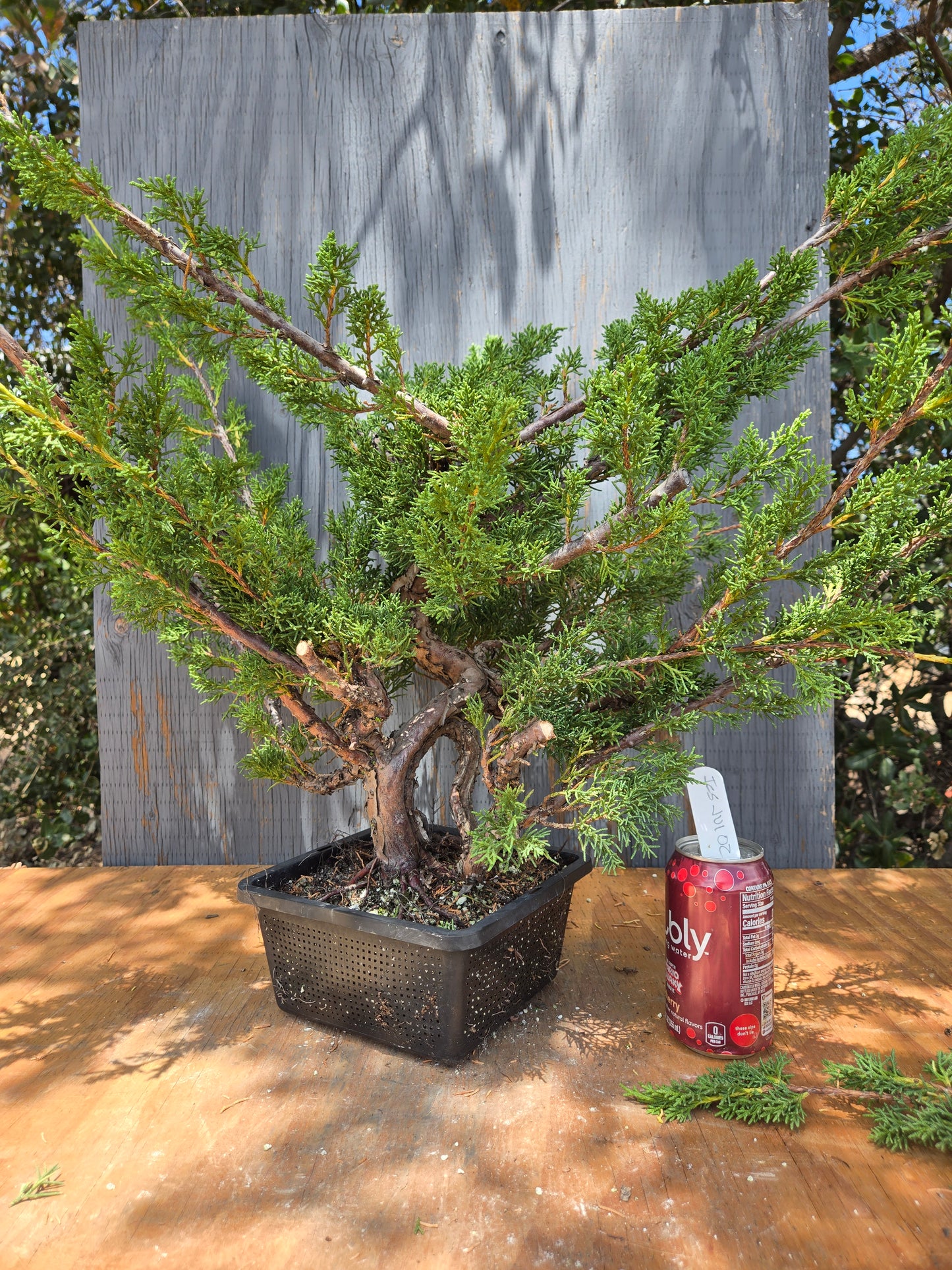 Kishu Shimpaku Juniper, JCS JUL 02