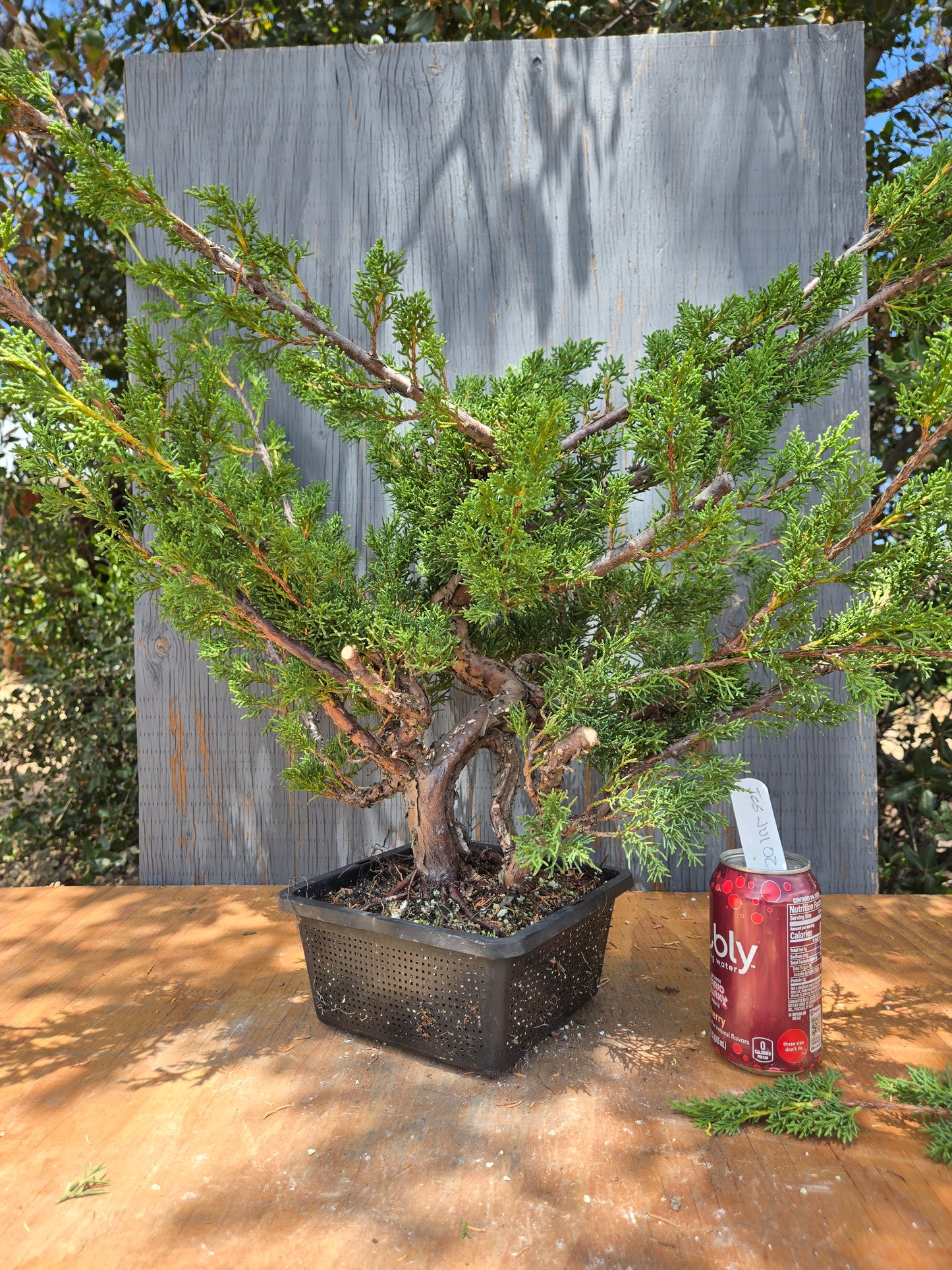 Kishu Shimpaku Juniper, JCS JUL 02