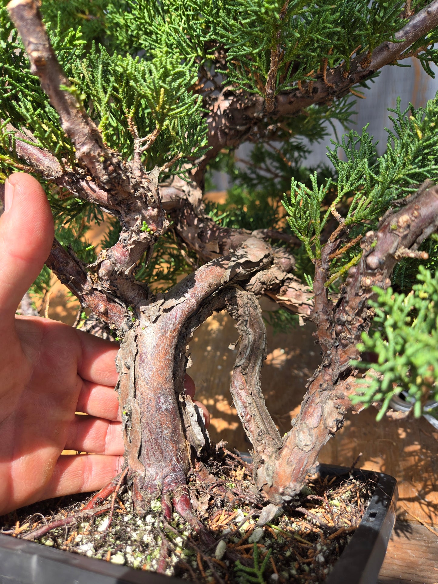 Kishu Shimpaku Juniper, JCS JUL 02