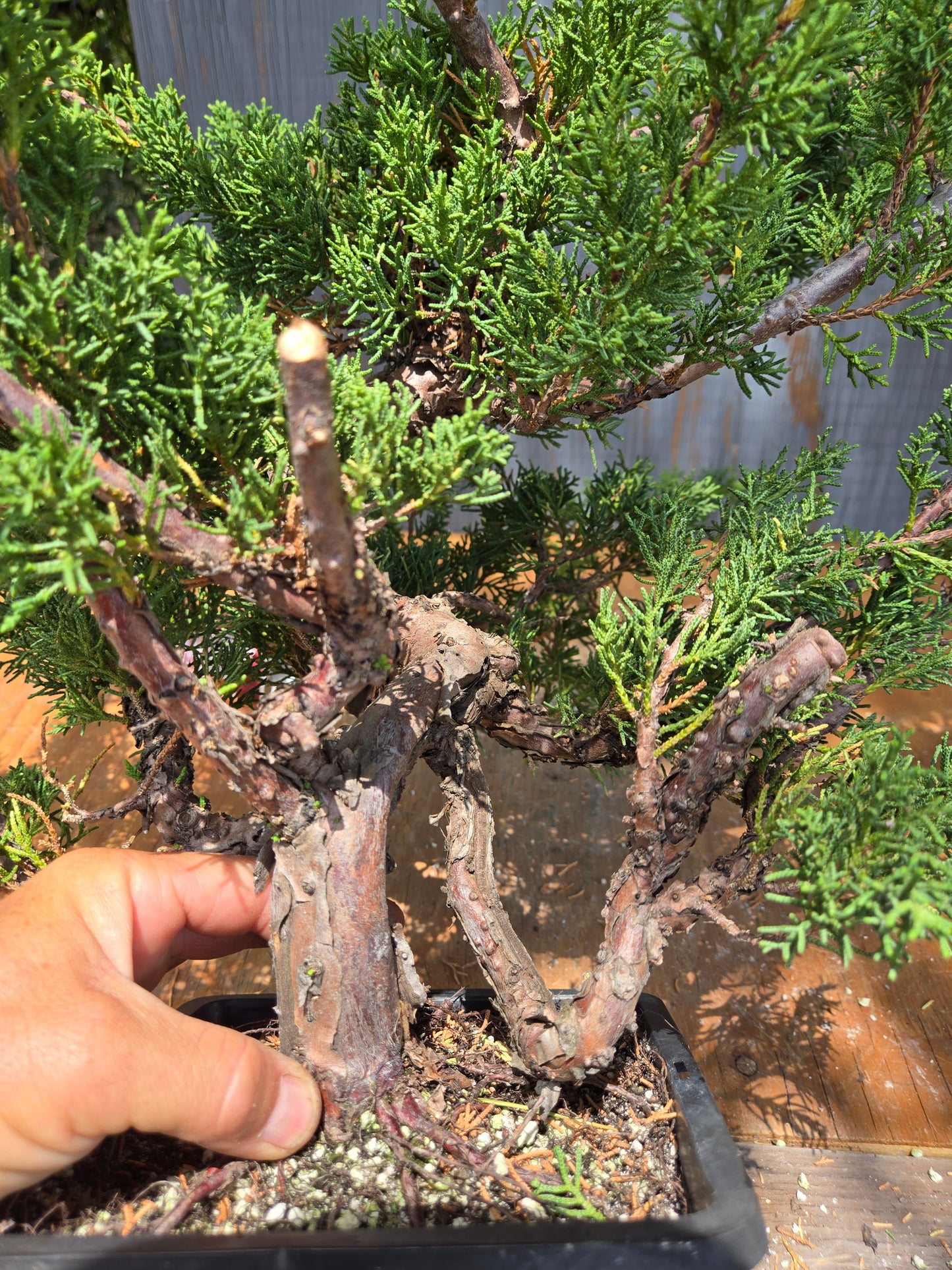 Kishu Shimpaku Juniper, JCS JUL 02