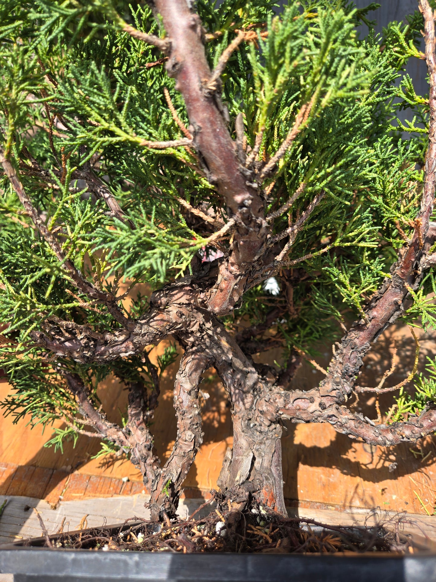 Kishu Shimpaku Juniper, JCS JUL 02