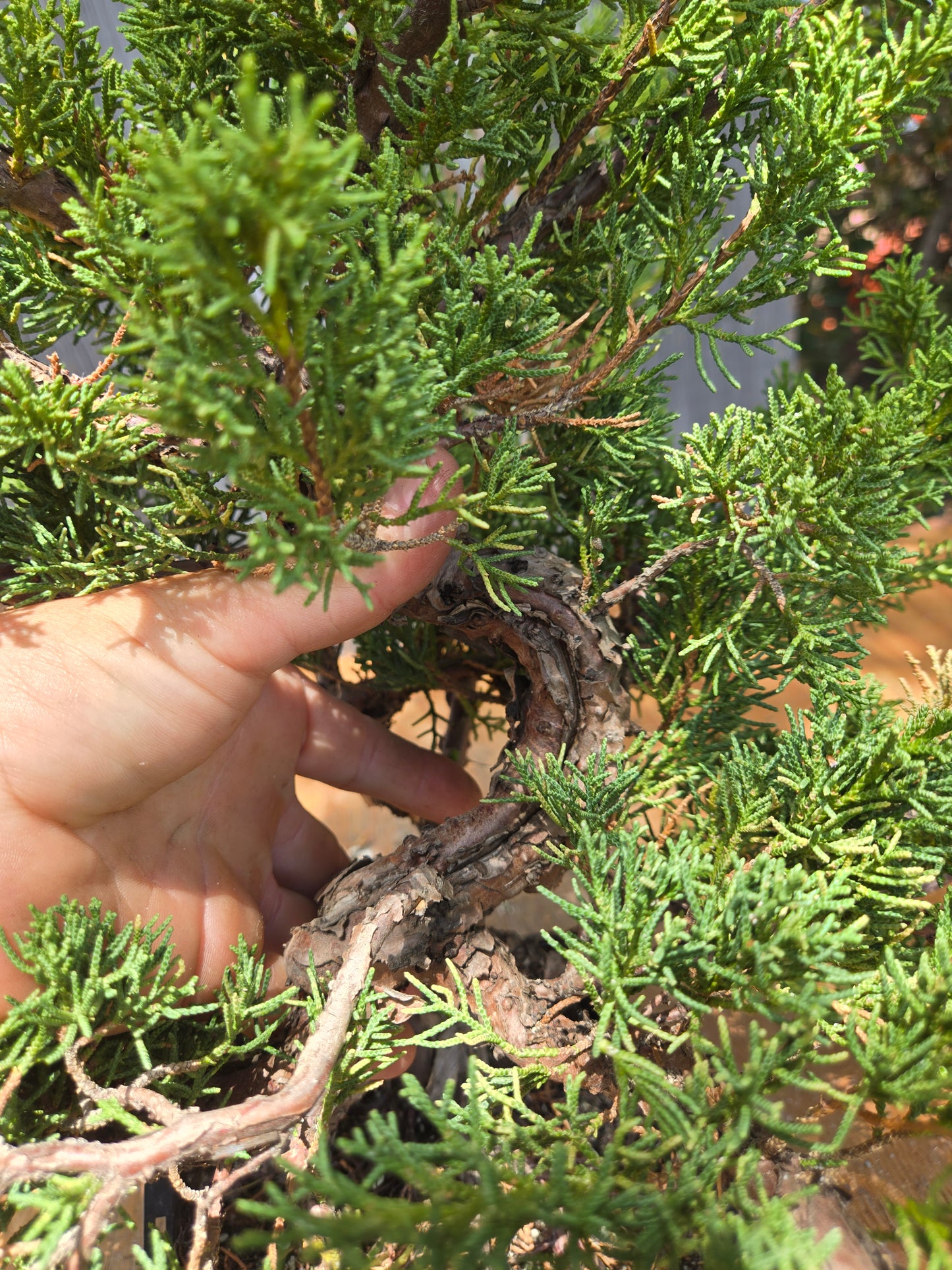 Kishu Shimpaku Juniper, JCS JUL 02