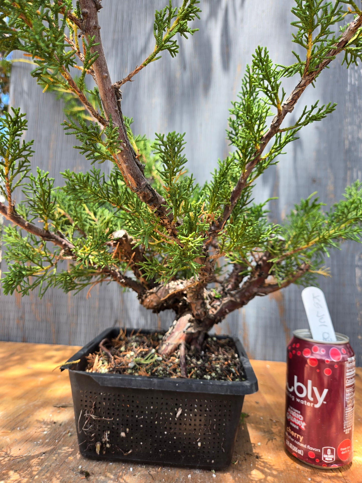Kishu Shimpaku Juniper, JCS JUL 03